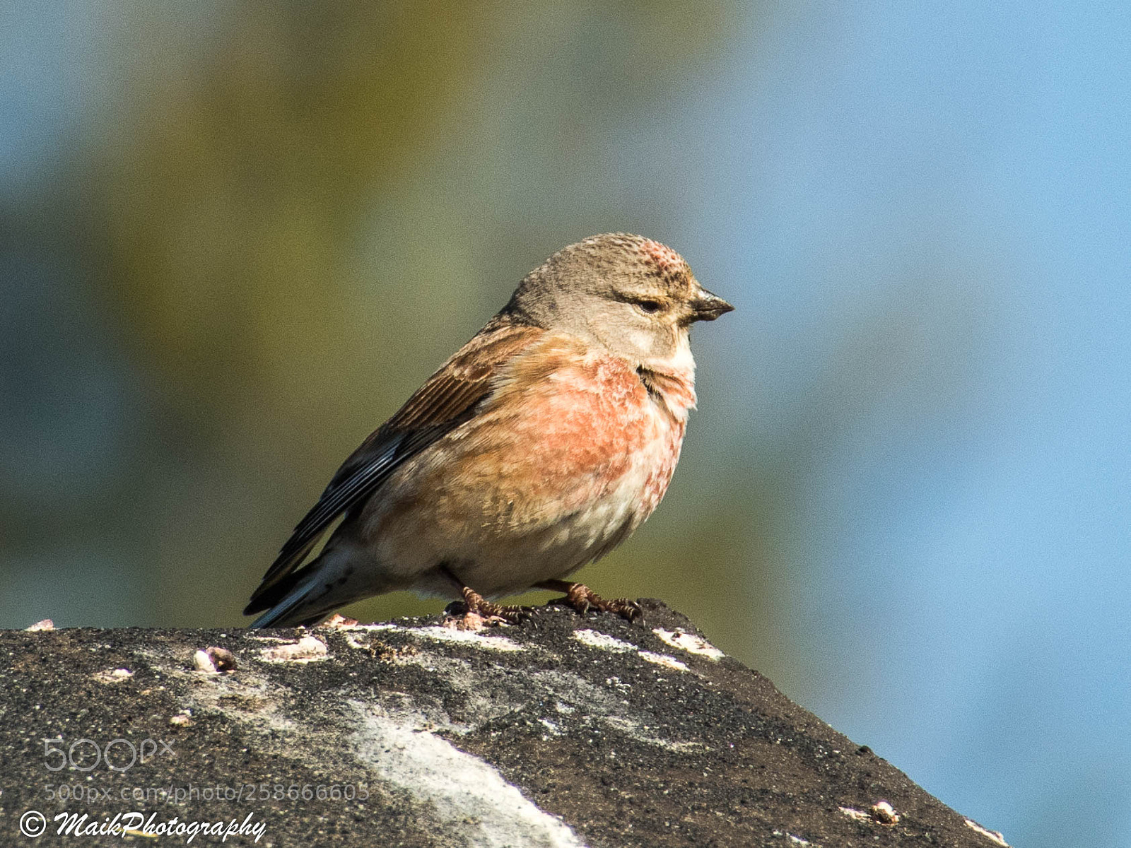 Canon EOS 7D Mark II sample photo. Another bird photography