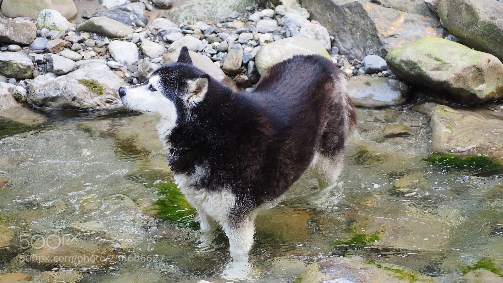 Olympus OM-D E-M10 II sample photo. Playing dogs photography