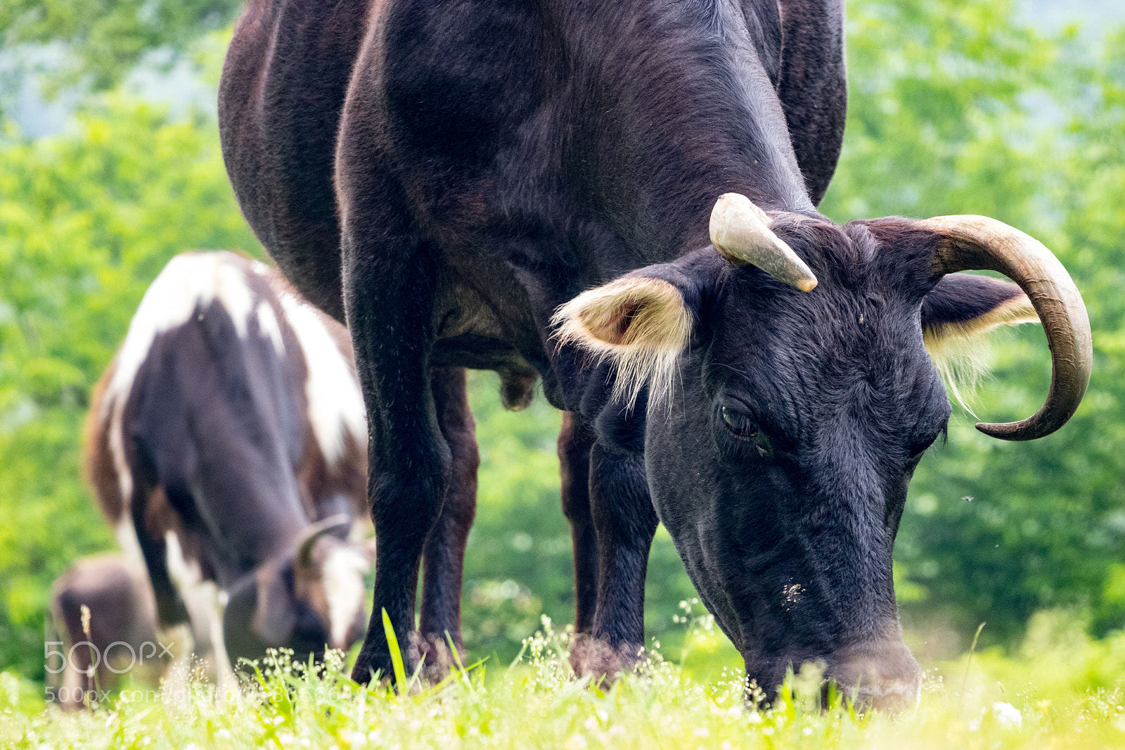 Canon EOS 80D sample photo. Crazy cow photography