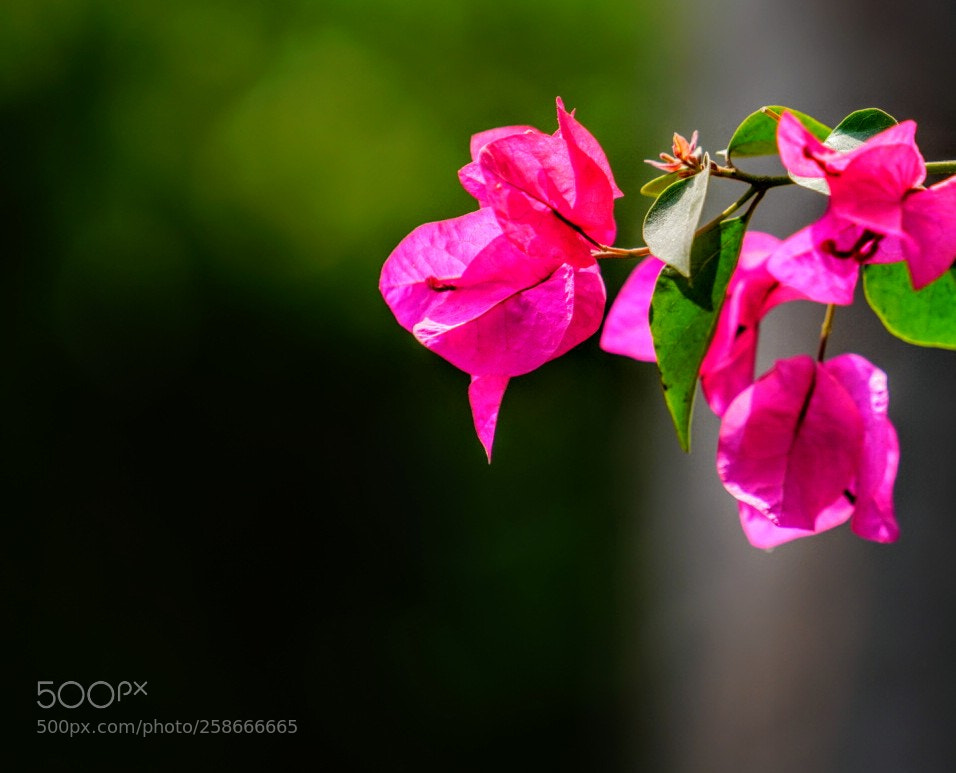 Sony a7R III sample photo. Untitled photography