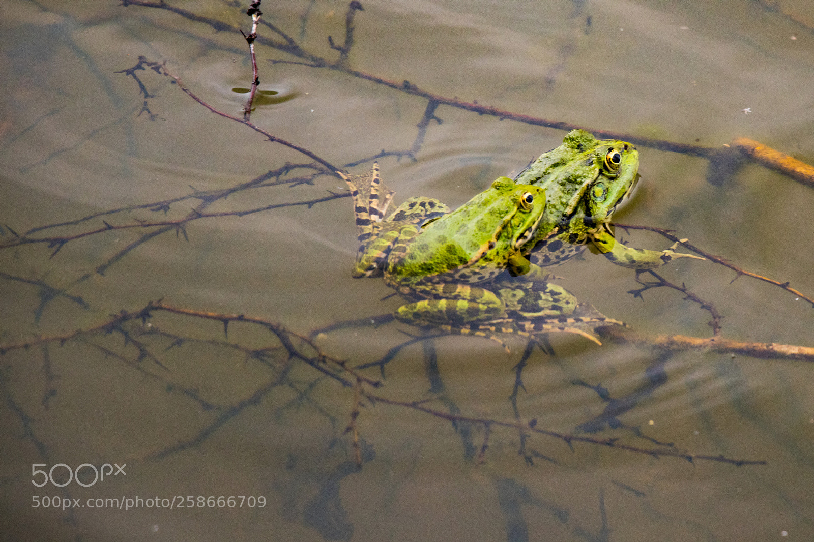 Canon EOS 80D sample photo. Crazy frogs photography