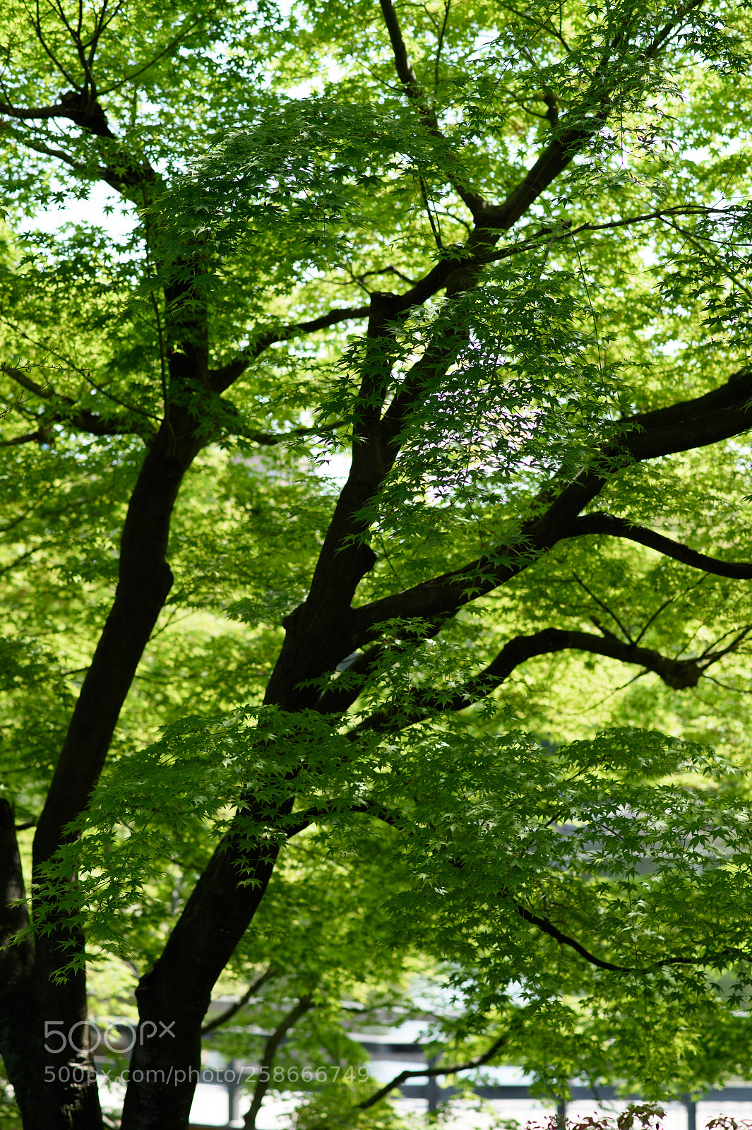 Nikon Df sample photo. Green of spring photography