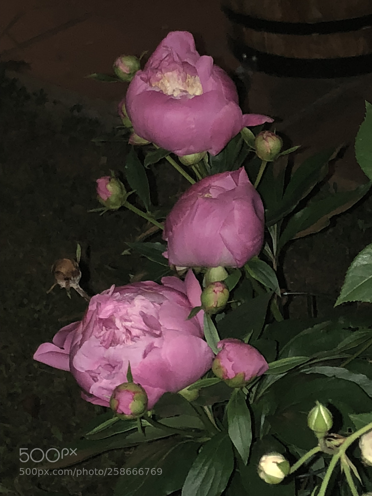 Apple iPhone 8 sample photo. Untitled photography