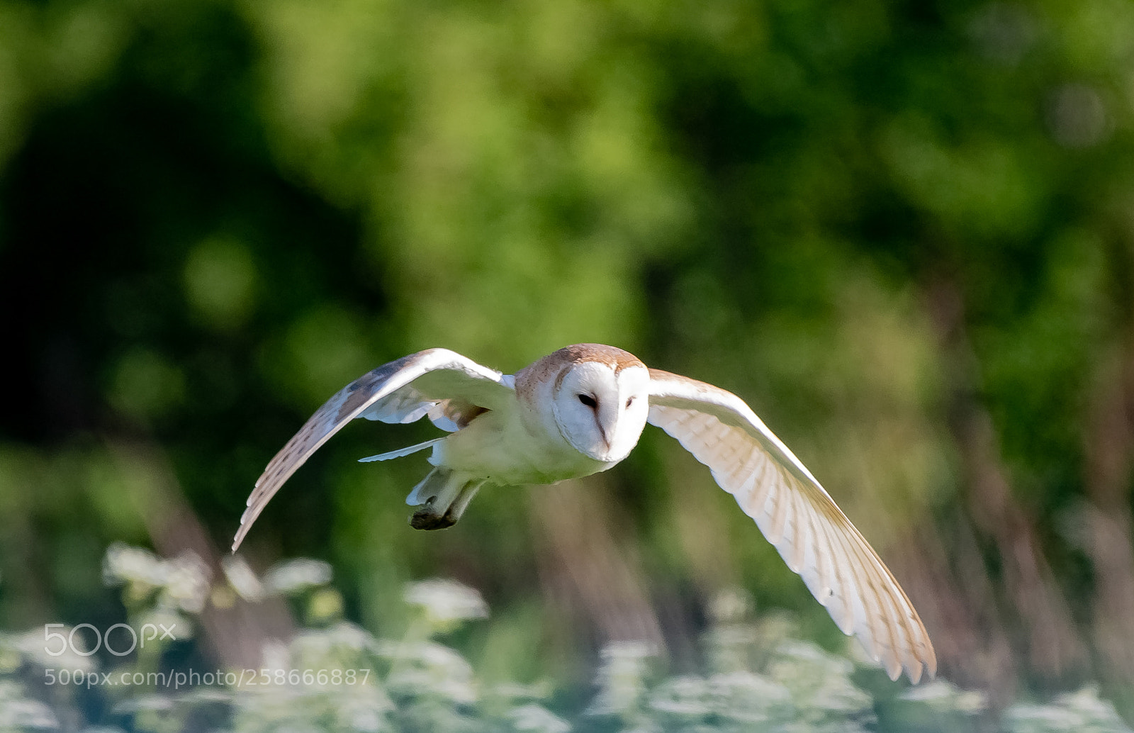 Nikon D500 sample photo. Barn owl photography