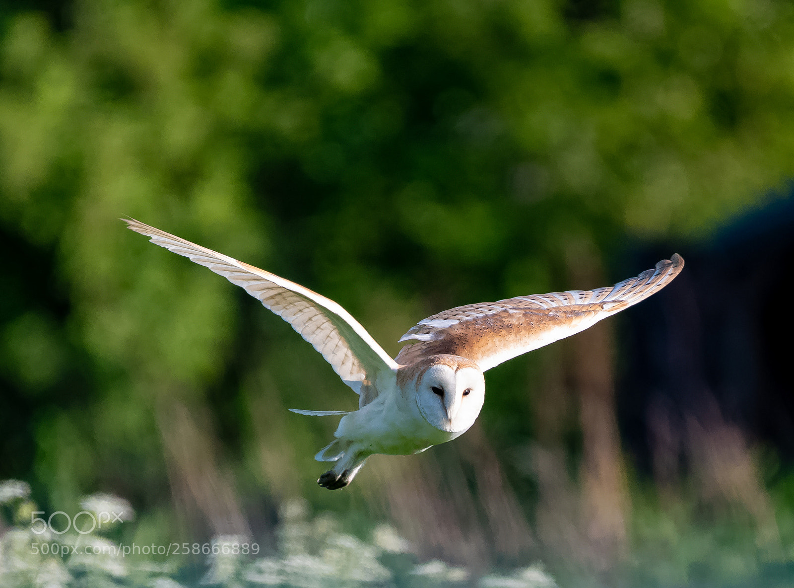 Nikon D500 sample photo. Barn owl photography