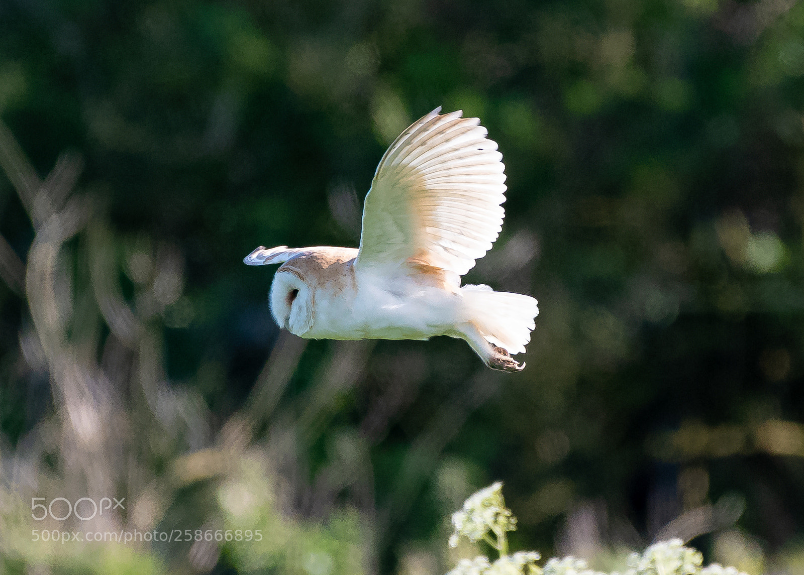 Nikon D500 sample photo. Barn owl photography