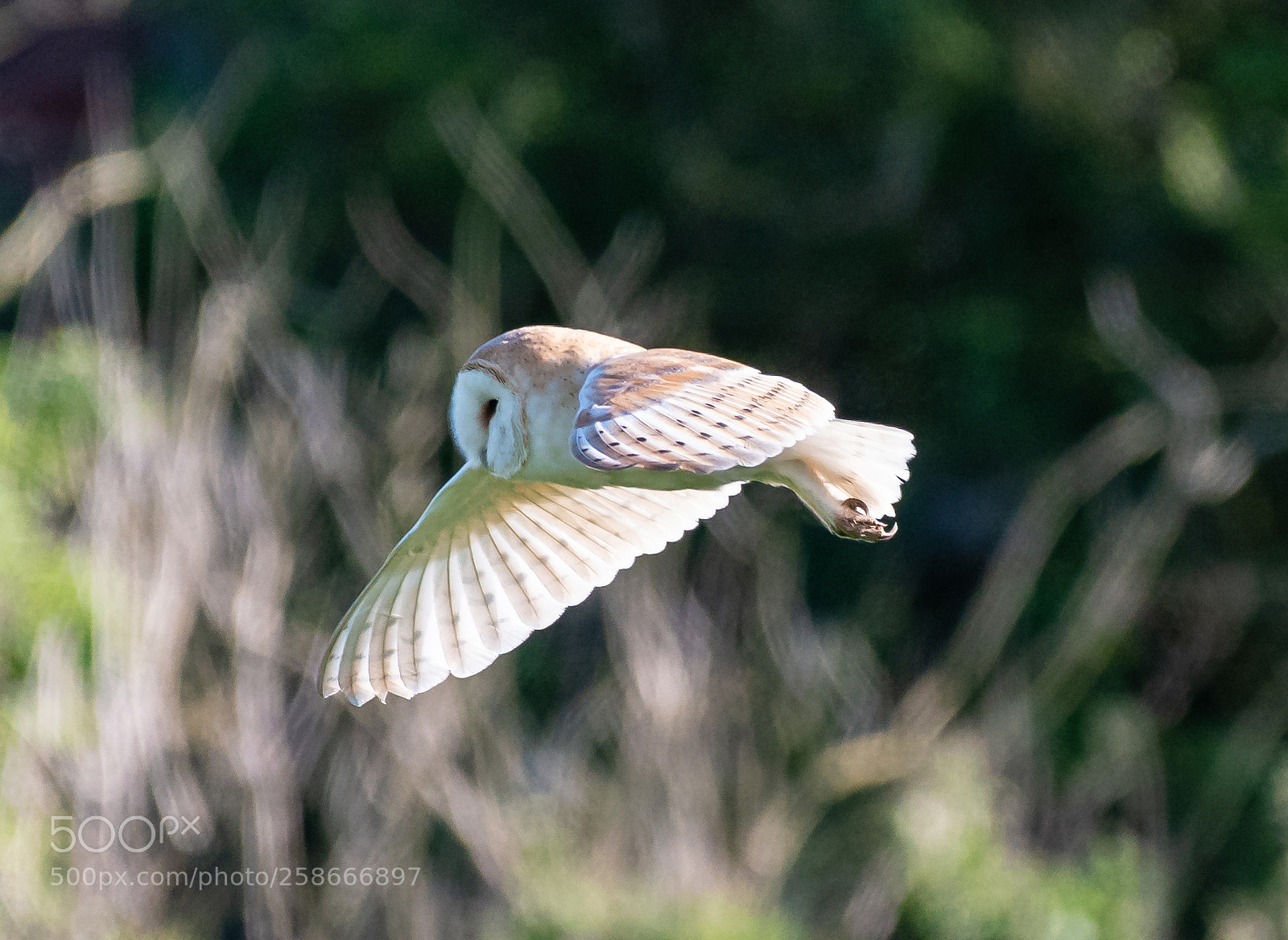 Nikon D500 sample photo. Barn owl photography