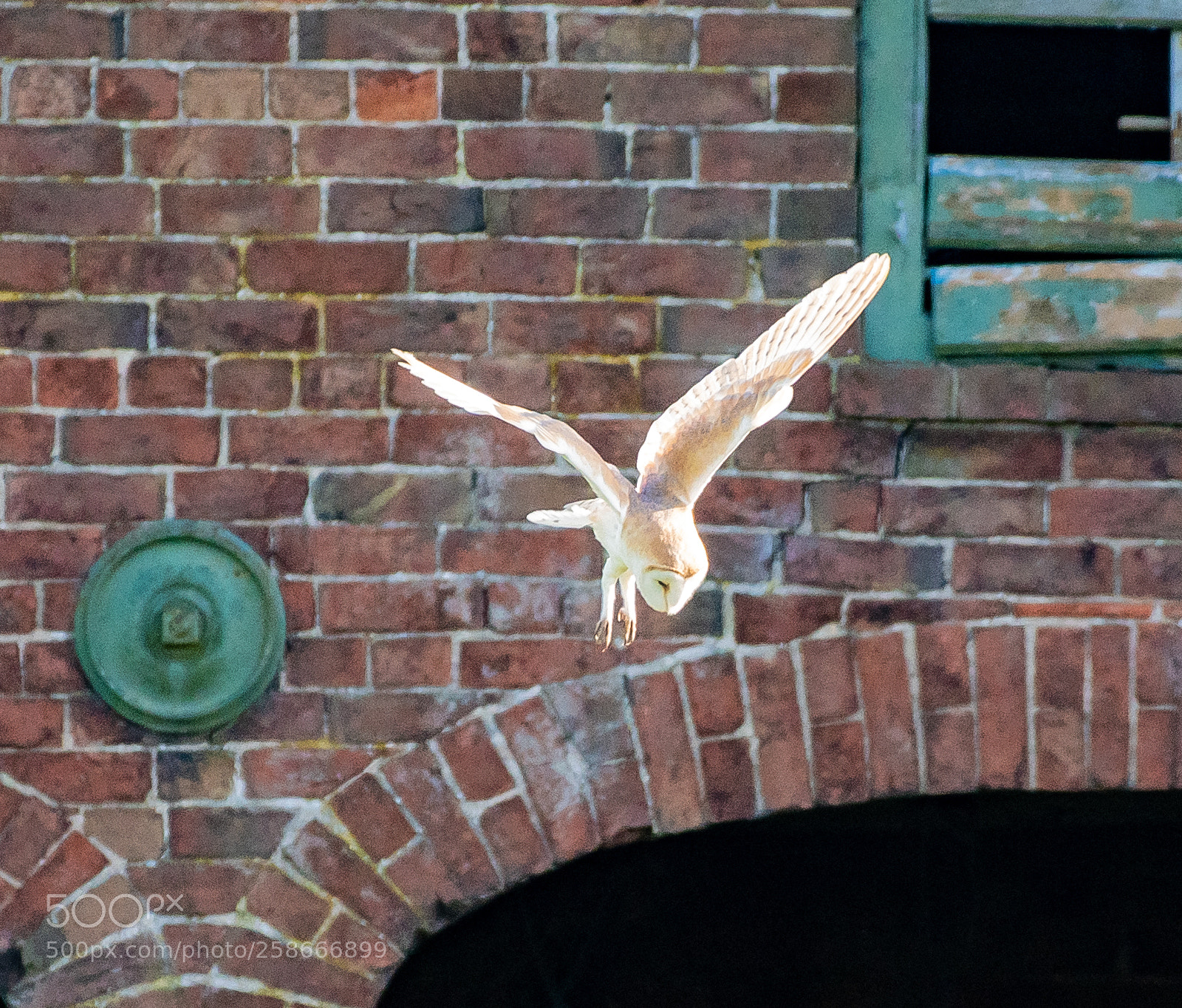 Nikon D500 sample photo. Barn owl photography