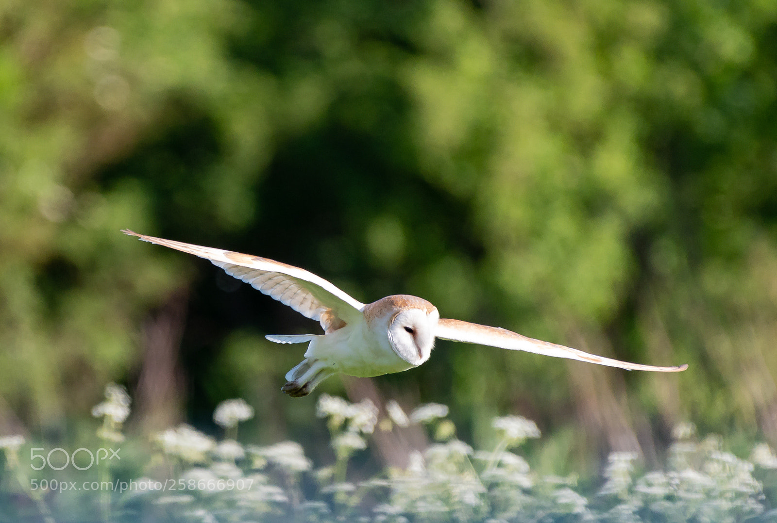 Nikon D500 sample photo. Barn owl photography