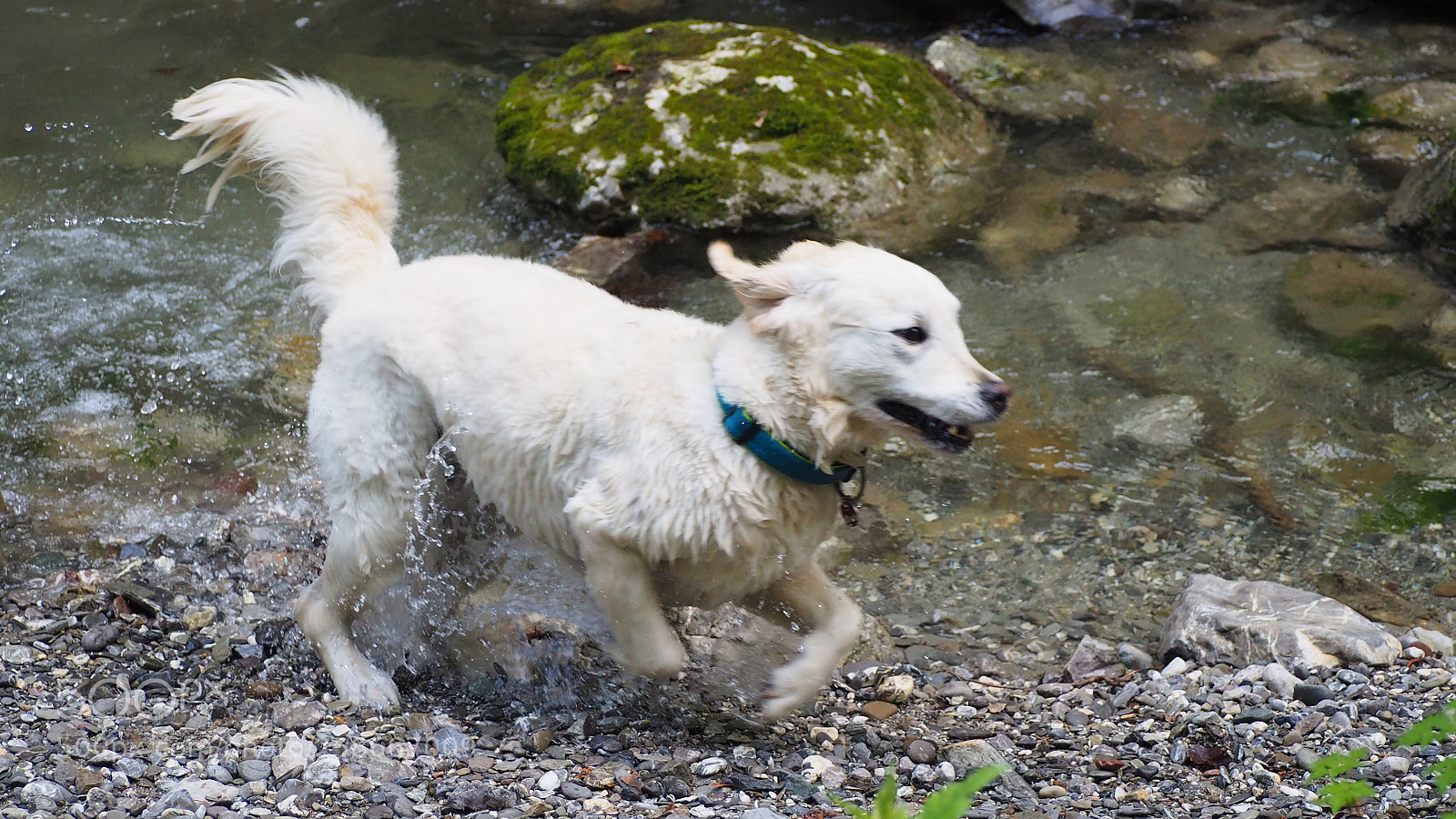 Olympus OM-D E-M10 II sample photo. Playing dogs photography