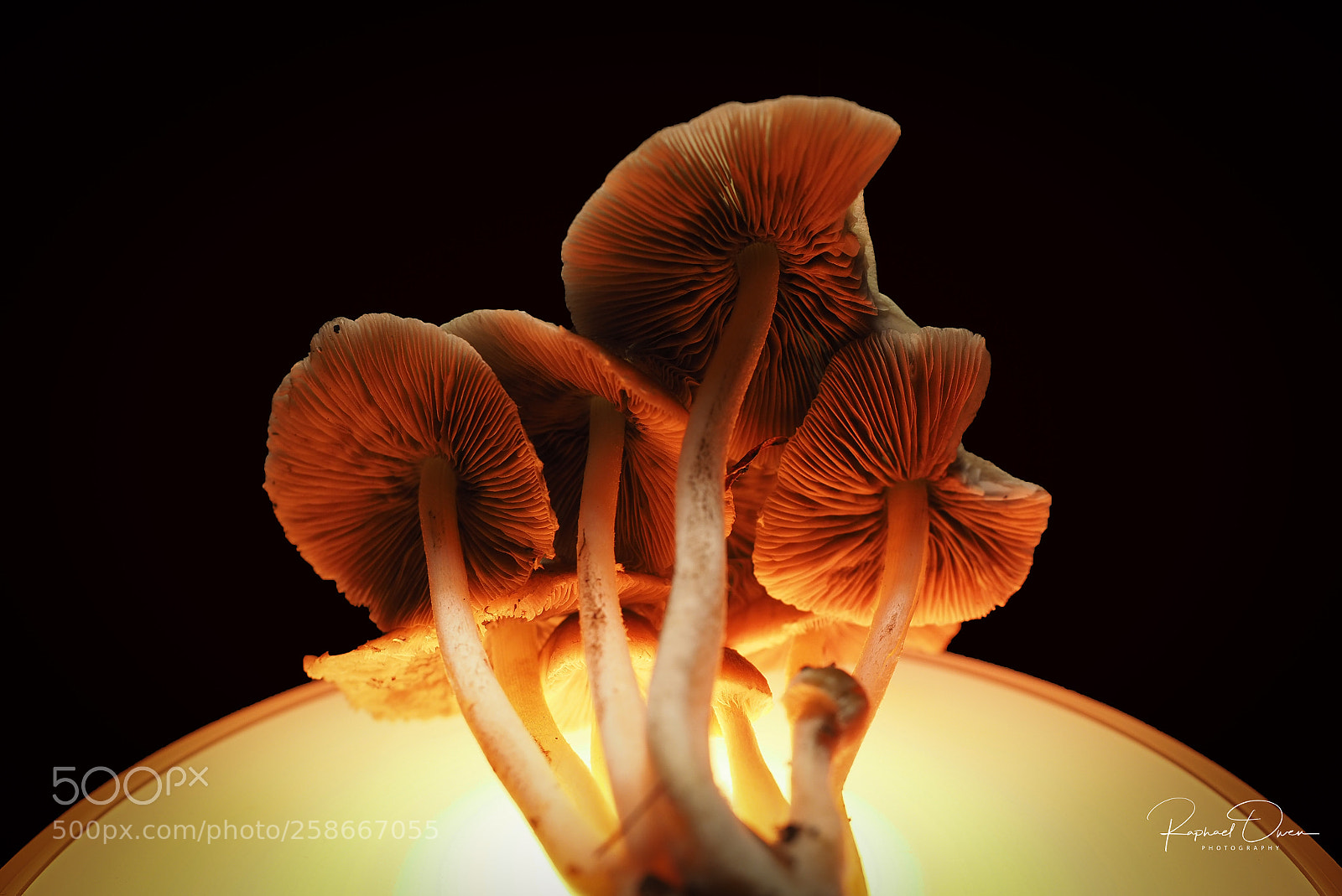 Olympus OM-D E-M1 Mark II sample photo. Mushrooms photography