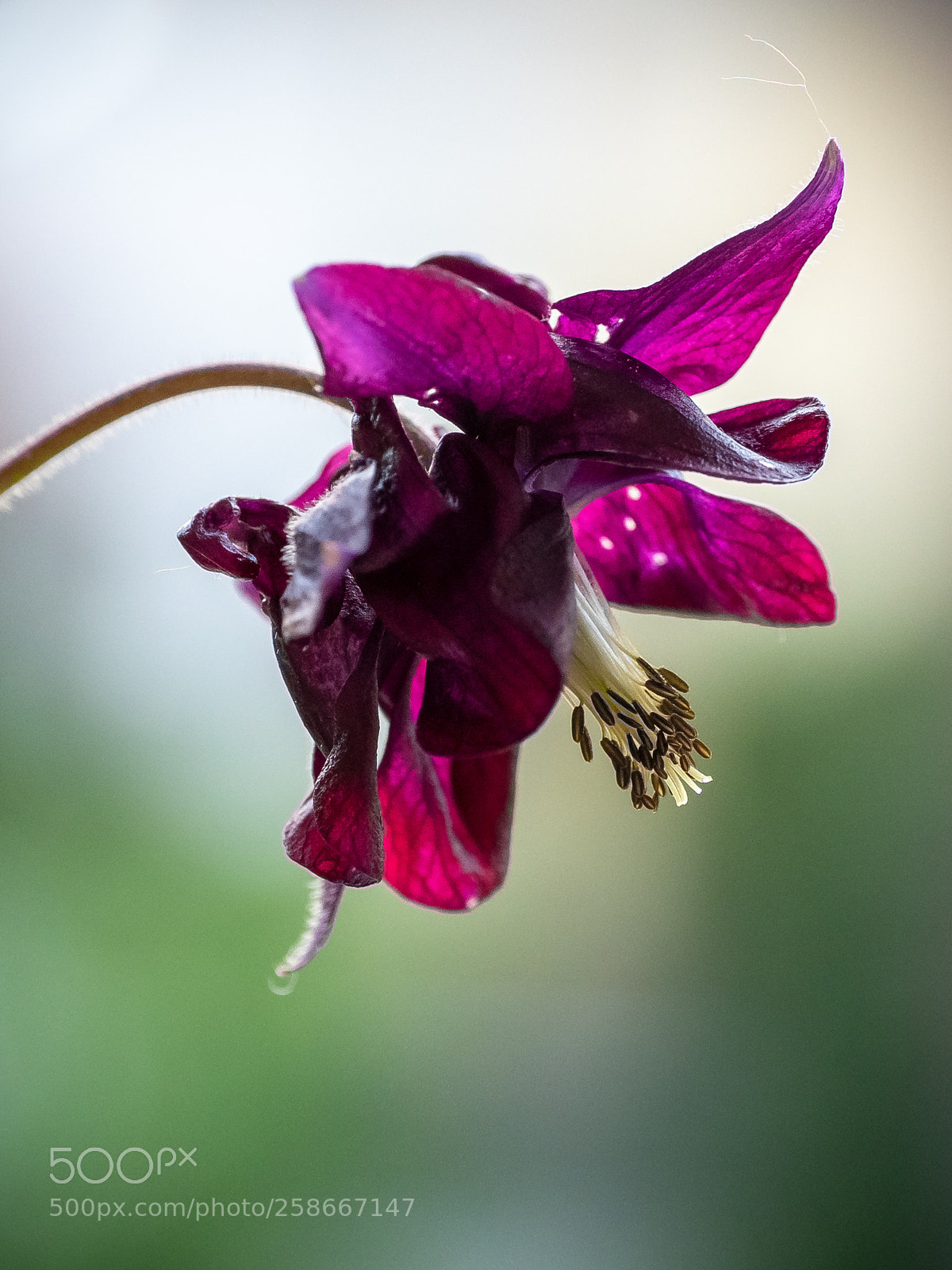 Olympus OM-D E-M5 II sample photo. Wild flower photography
