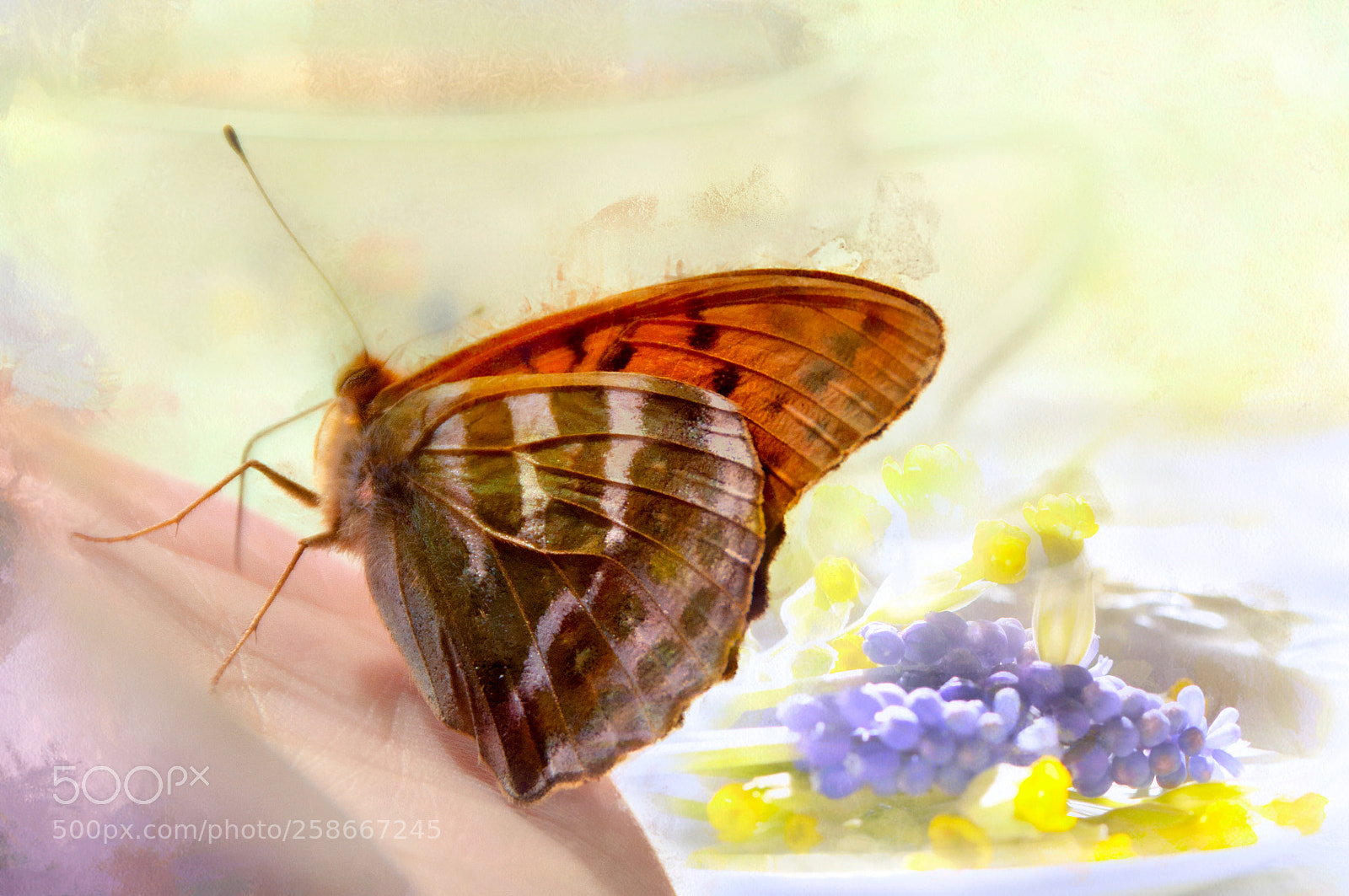 Nikon D90 sample photo. Morning guest... photography