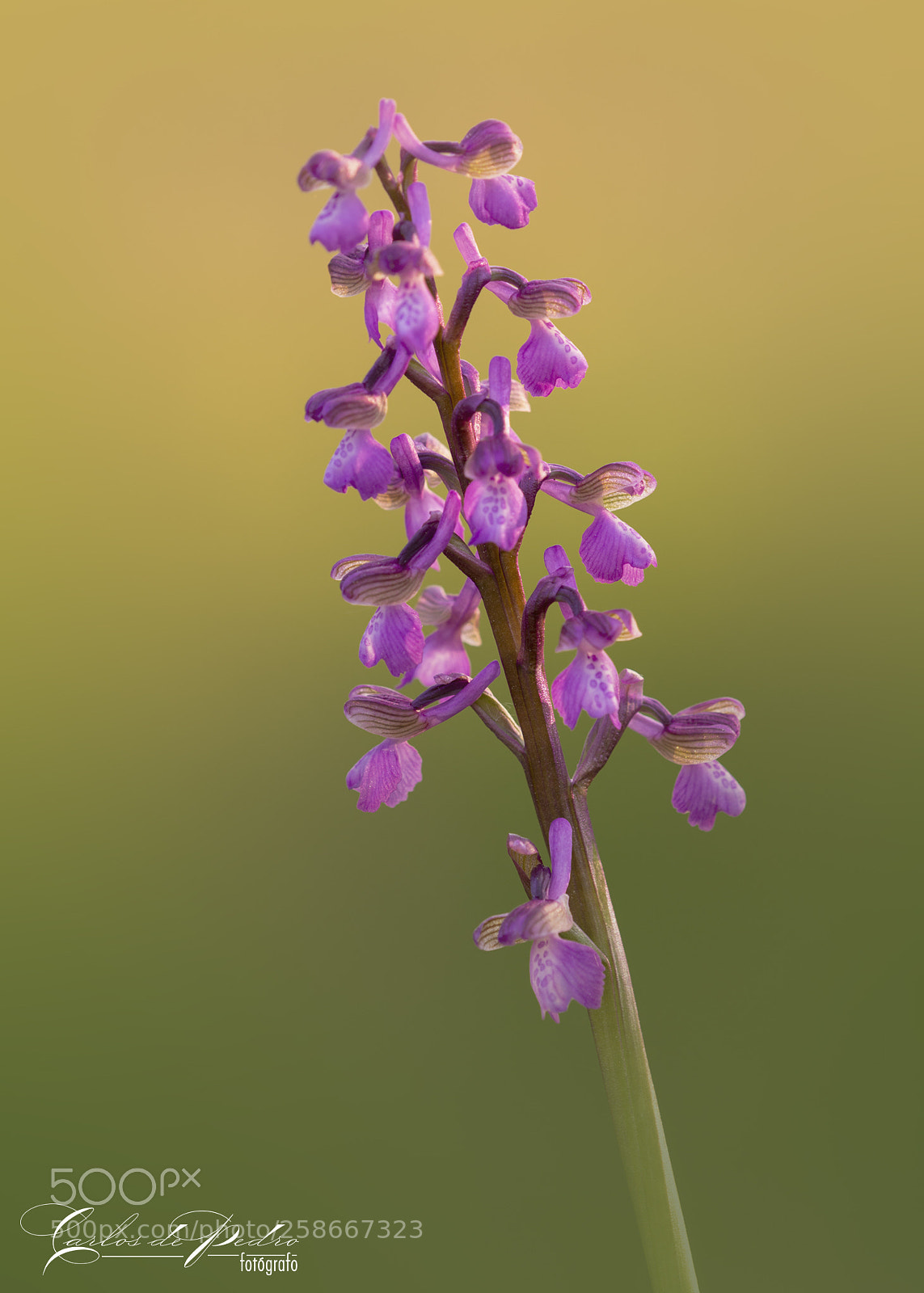 Nikon D800 sample photo. Orchis morio photography