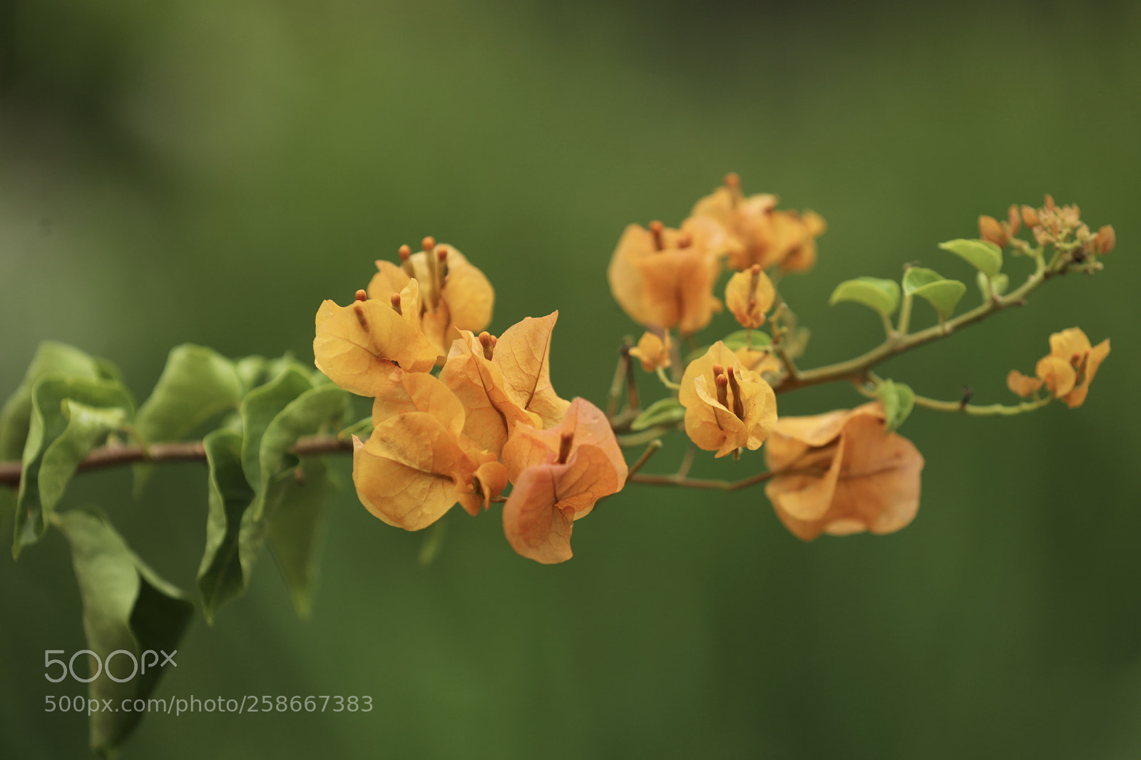 Canon EOS 5D Mark IV sample photo. 叶子花 photography