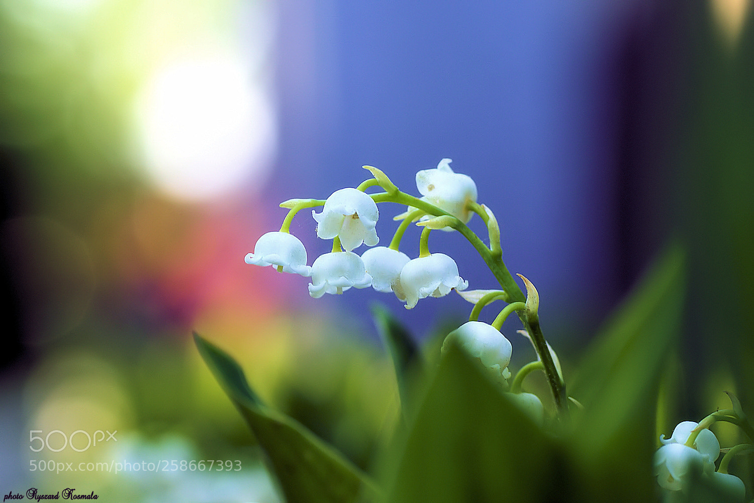 Sony Alpha DSLR-A300 sample photo. Delicate bells photography