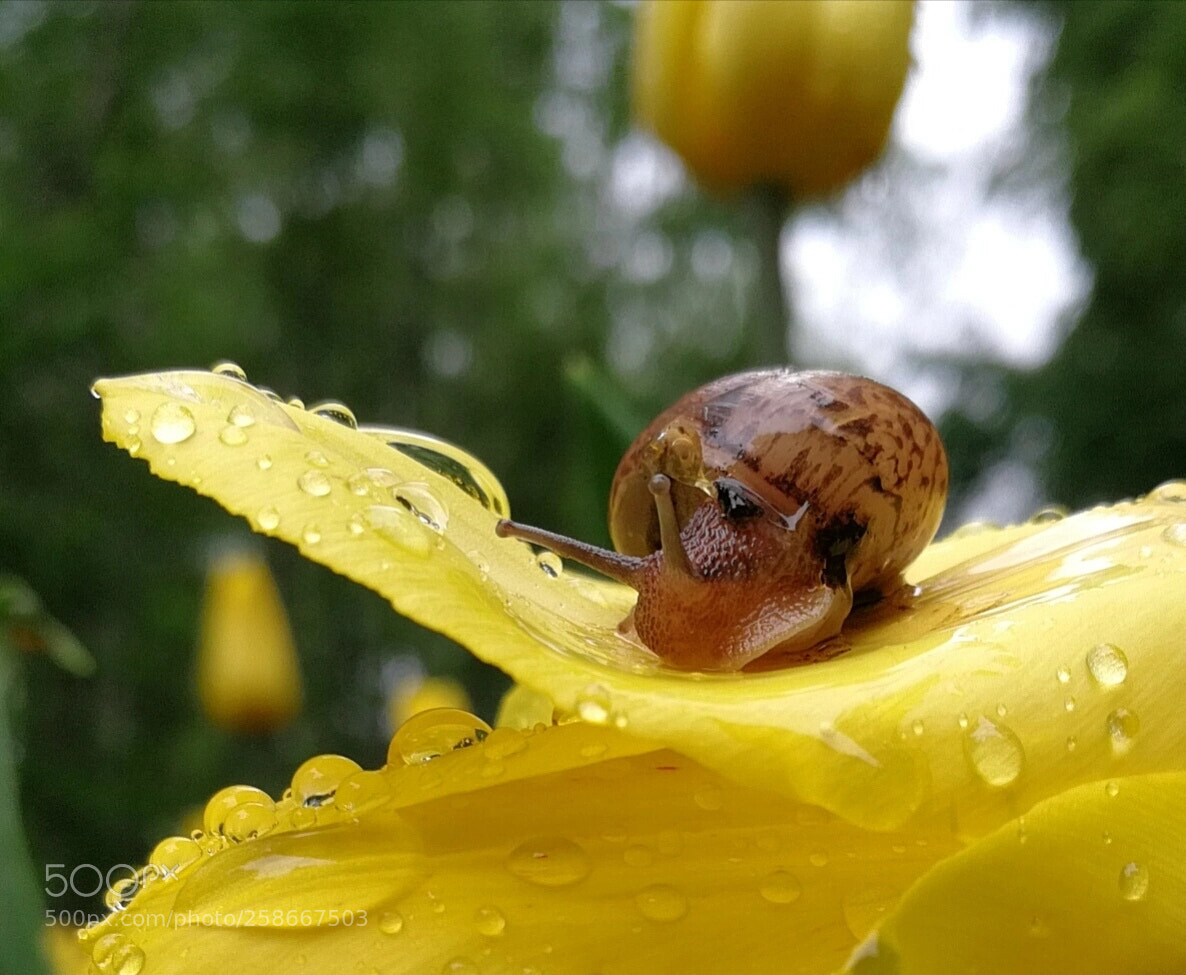 HUAWEI P10 sample photo. *snail beauty* photography
