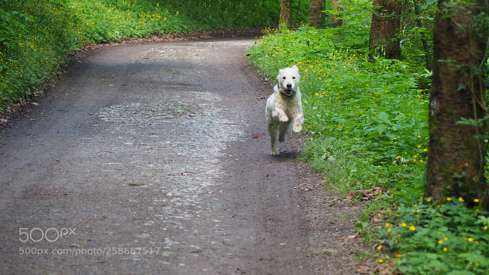 Olympus OM-D E-M10 II sample photo. Playing dogs photography