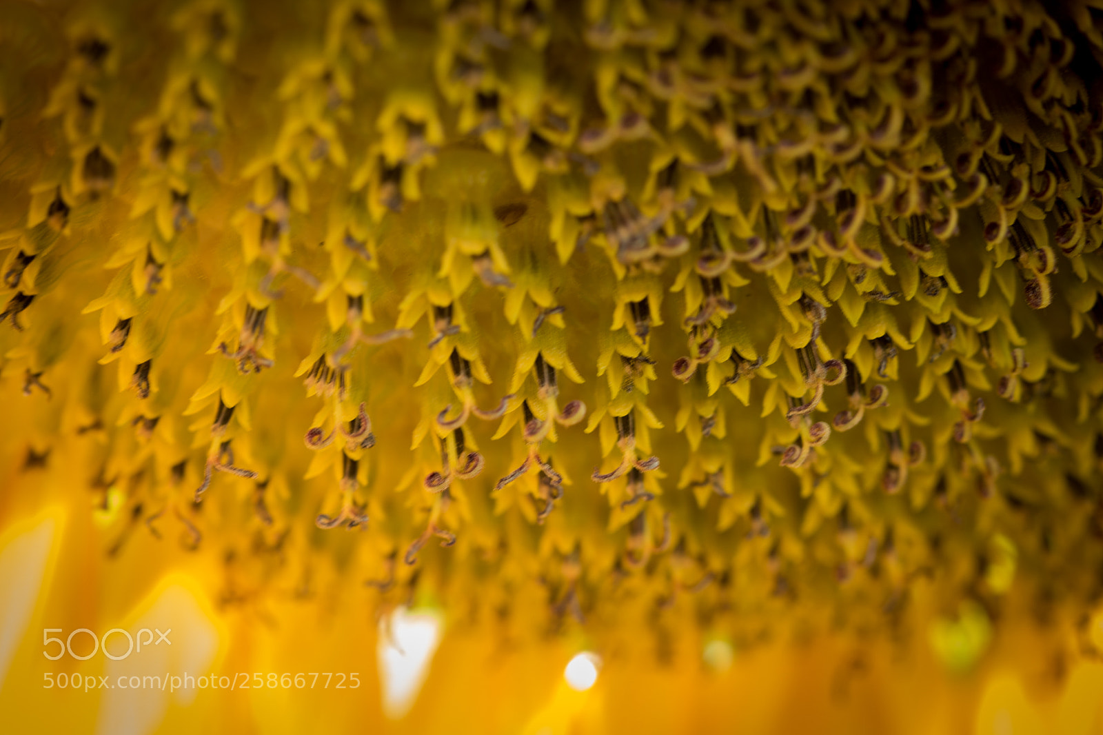 Canon EOS 750D (EOS Rebel T6i / EOS Kiss X8i) sample photo. Sunflowers photography
