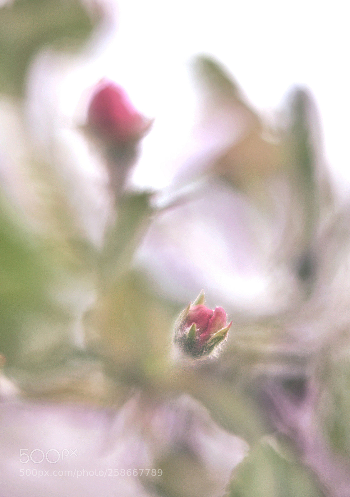 Nikon D90 sample photo. Bloom photography