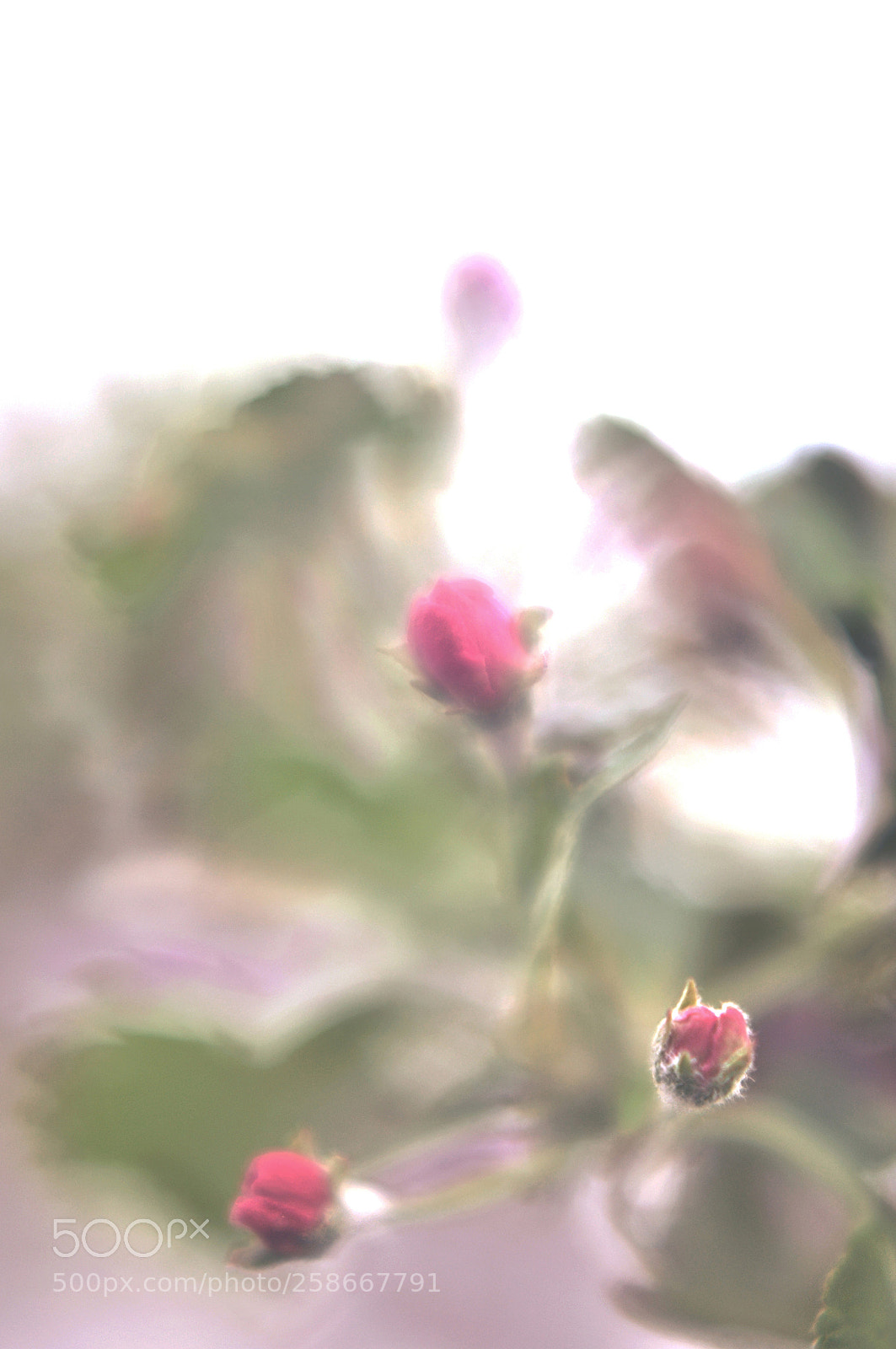 Nikon D90 sample photo. Bloom photography