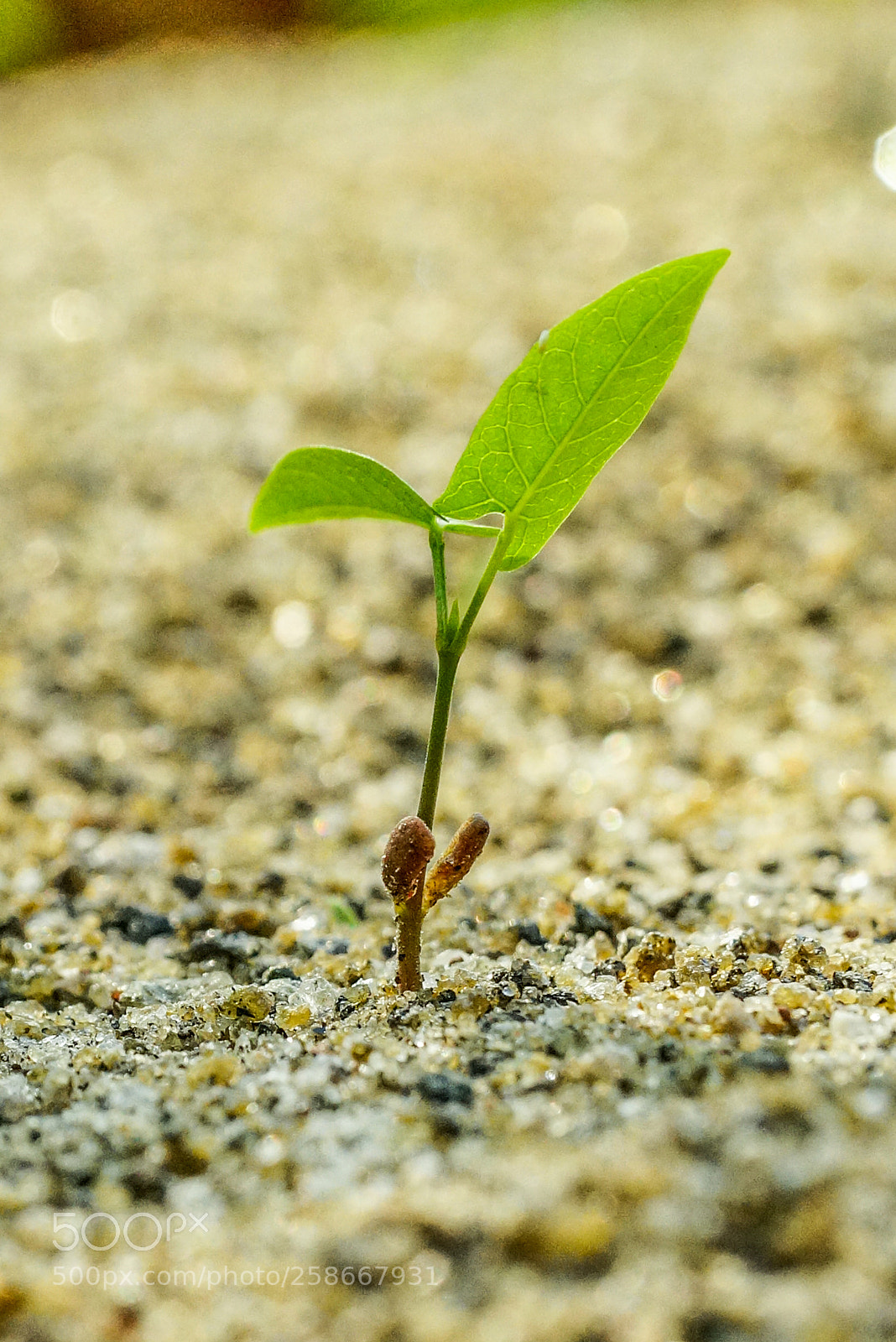 Sony SLT-A99V sample photo. Green plant photography