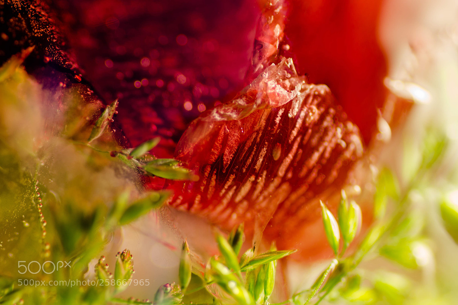 Canon EOS 700D (EOS Rebel T5i / EOS Kiss X7i) sample photo. Frozen flowers  photography