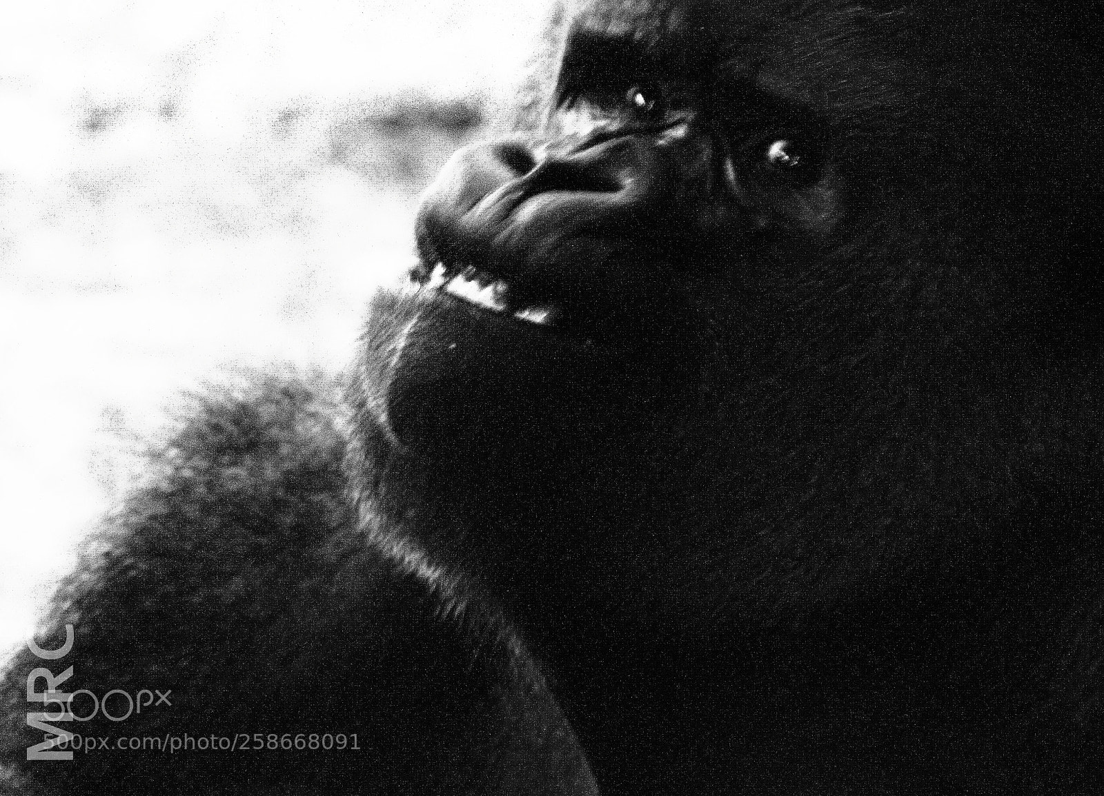 Olympus E-420 (EVOLT E-420) sample photo. Animal look photography