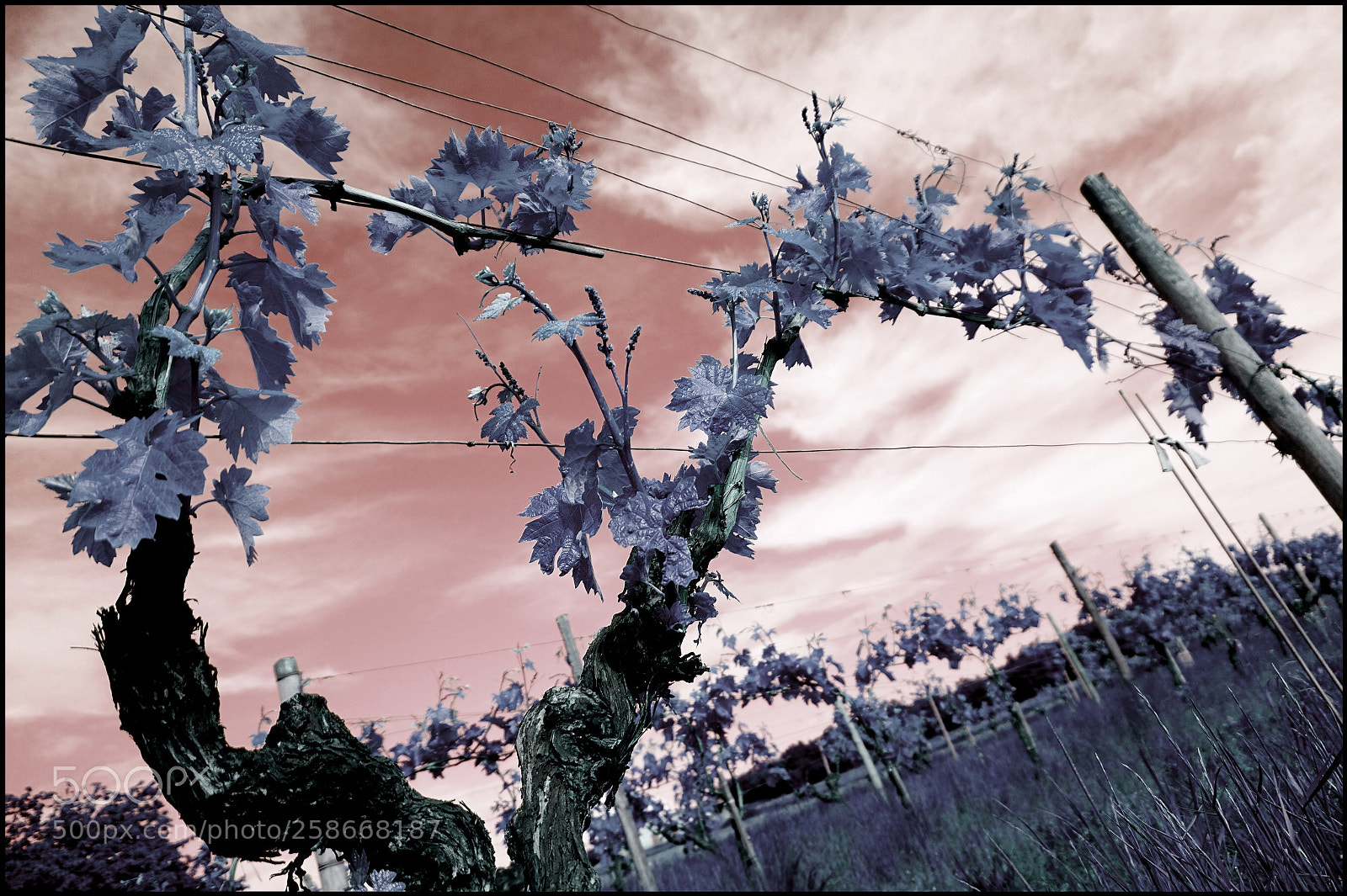 Sony Alpha a5000 (ILCE 5000) sample photo. Charente photography