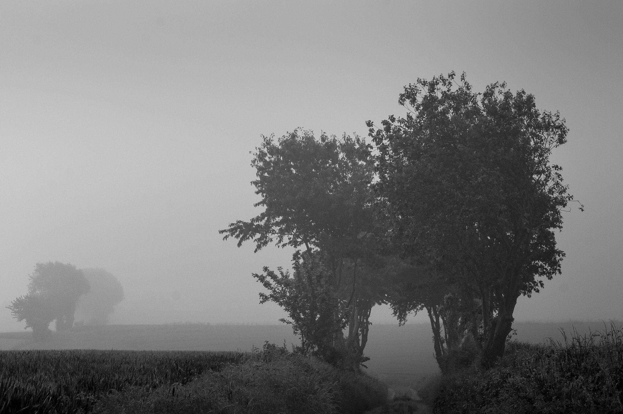Sony SLT-A33 sample photo. Fog and trees photography