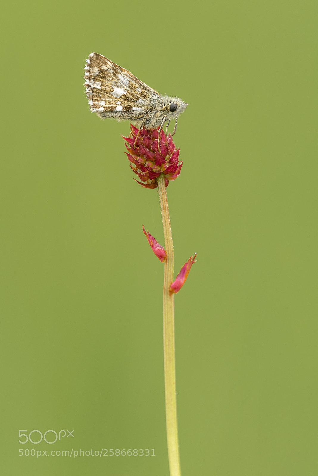 Nikon D750 sample photo. Grizzled skipper resting photography