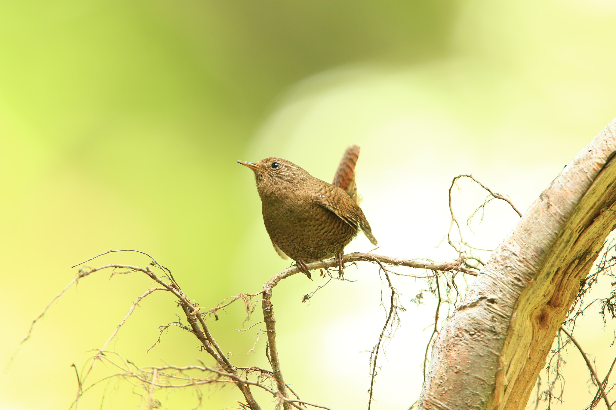 Canon EF 400mm F2.8L IS USM sample photo. Eurasian wren  ミソサザイ photography