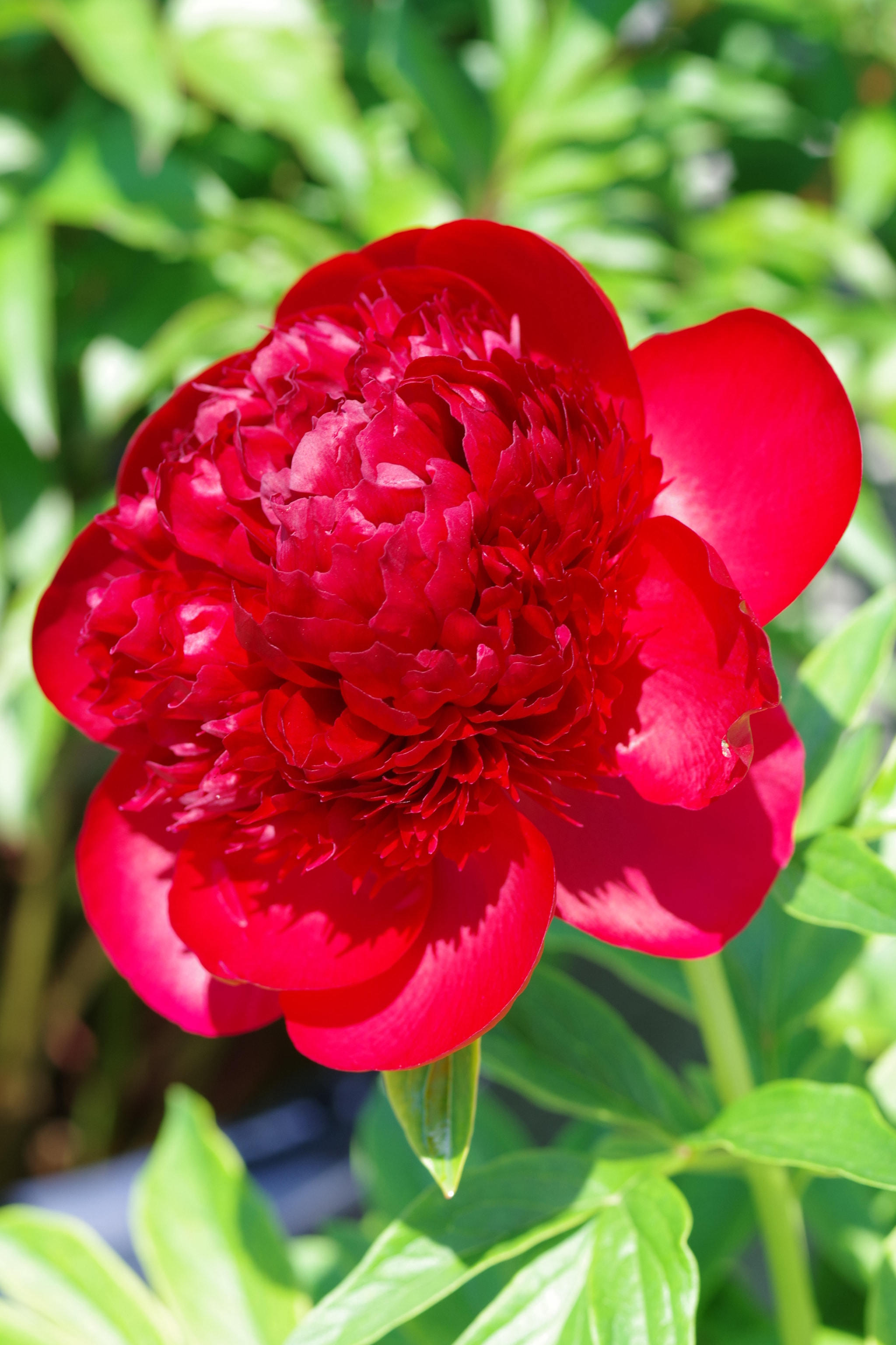 Pentax K-S2 sample photo. Chinese peony 2018 #22 photography