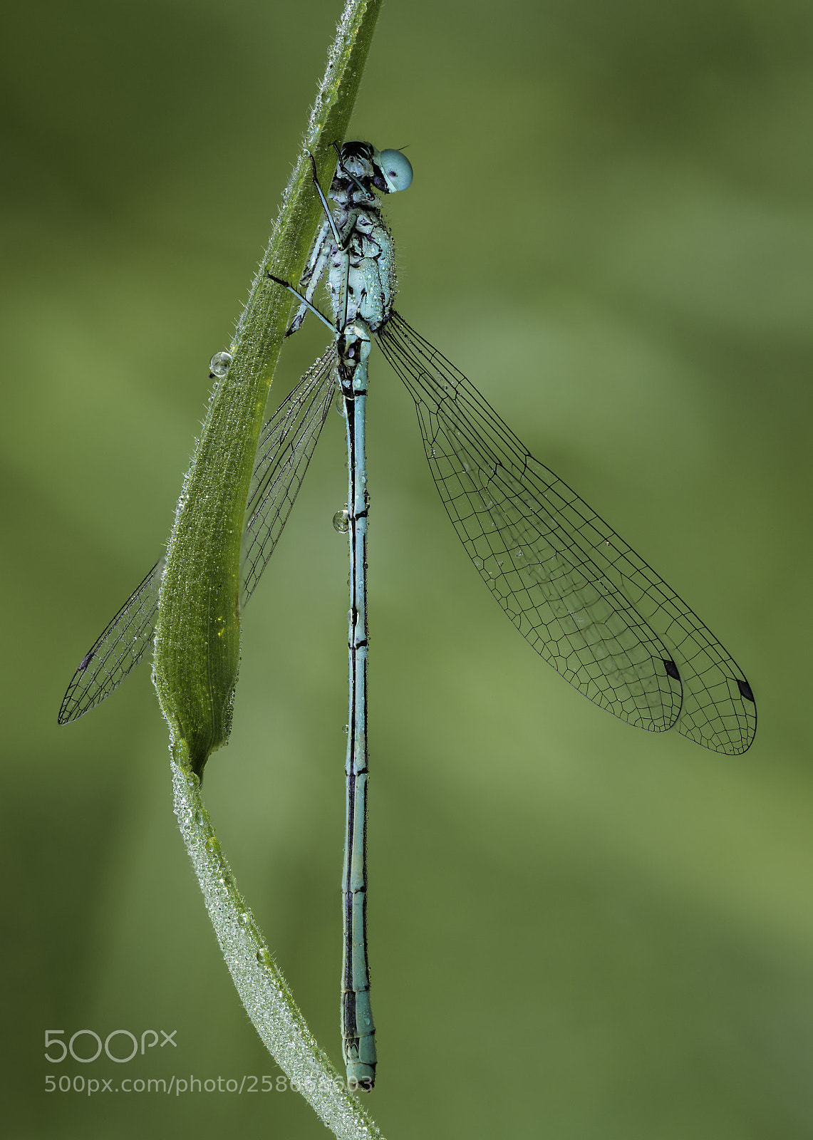 Olympus OM-D E-M1 Mark II sample photo. Enallagma cyathigerum photography