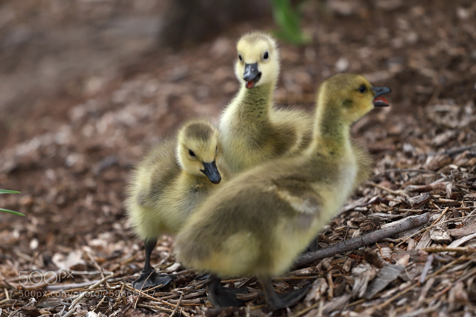 Canon EOS 6D Mark II sample photo. Baby geese photography