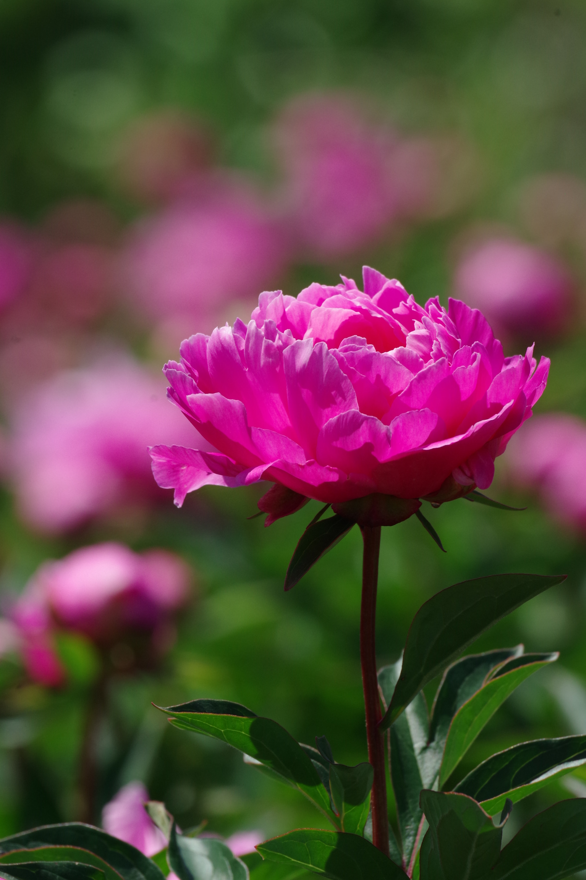 Pentax K-S2 sample photo. Chinese peony 2018 #23 photography