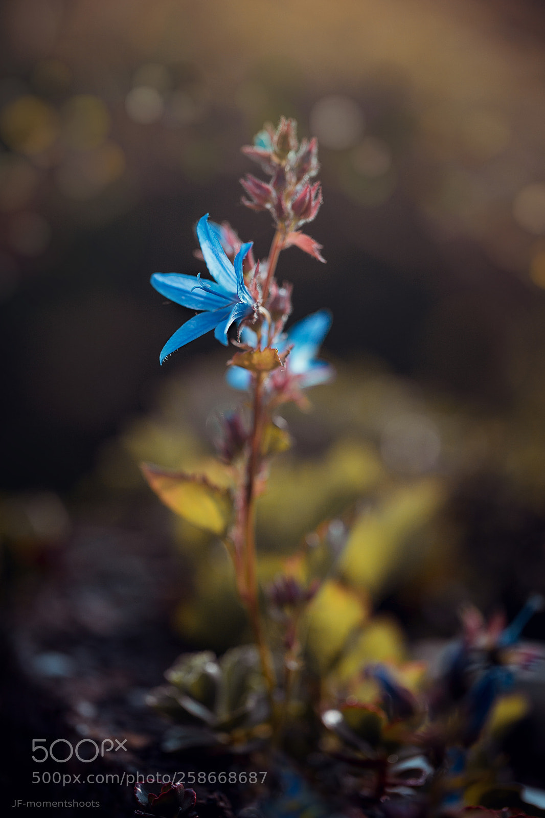 Canon EOS 6D Mark II sample photo. Makro 2018 photography