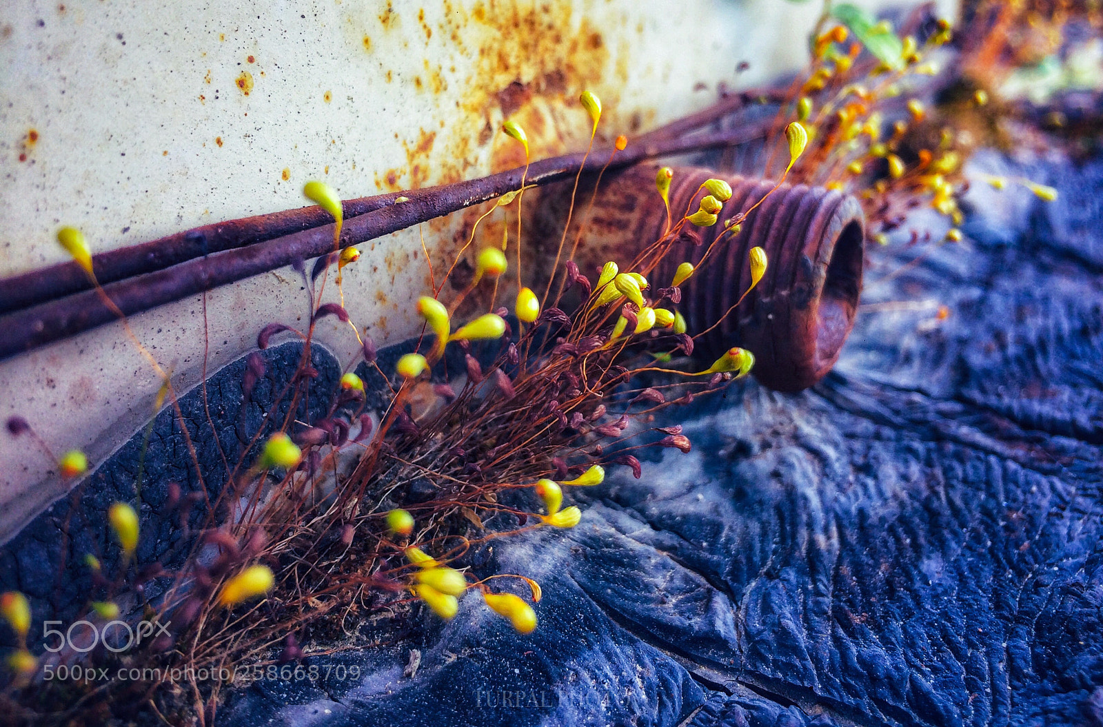 Apple iPhone 5s sample photo. Moss photography