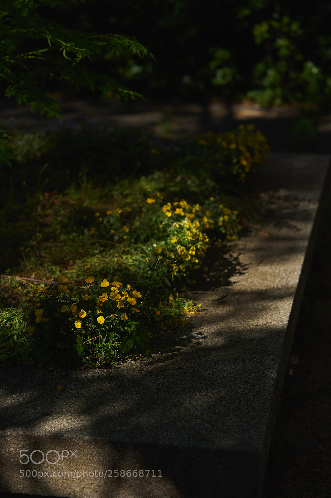 Sony a7 sample photo. Flowers 6627 photography