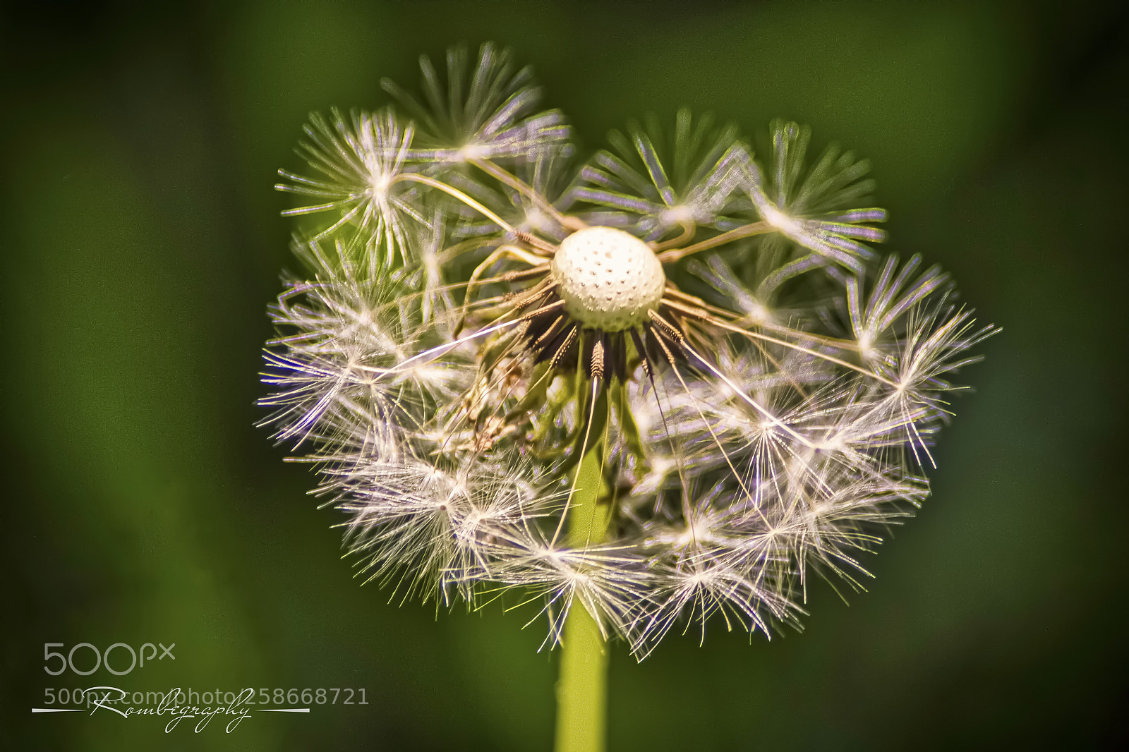 Canon EOS 600D (Rebel EOS T3i / EOS Kiss X5) sample photo. Dandelion ii. photography