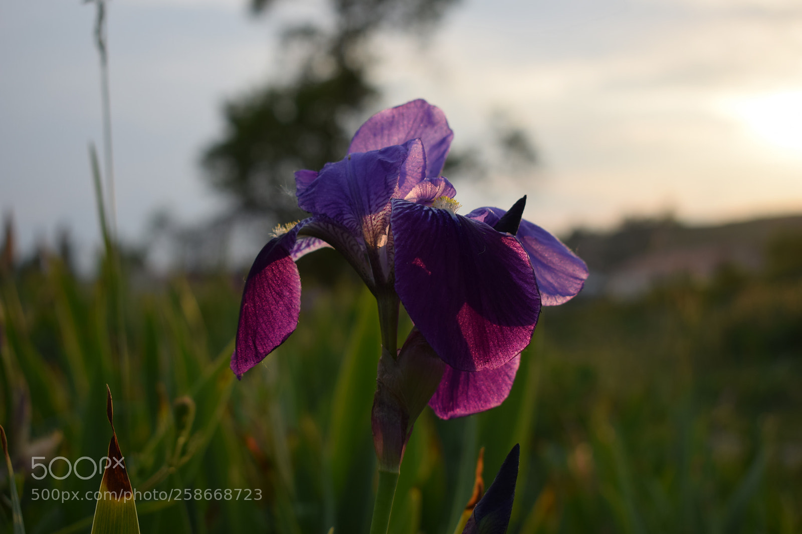 Nikon D3300 sample photo. Fragance photography