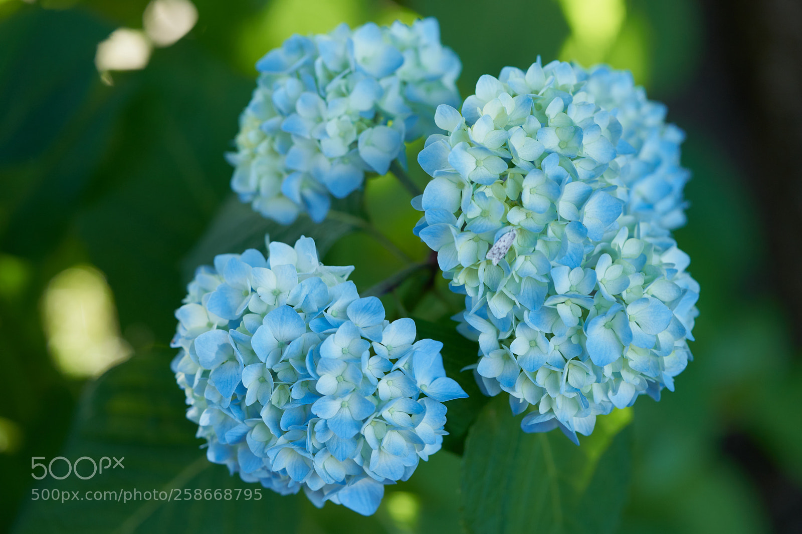 Sony a7 sample photo. Flowers 6628 photography