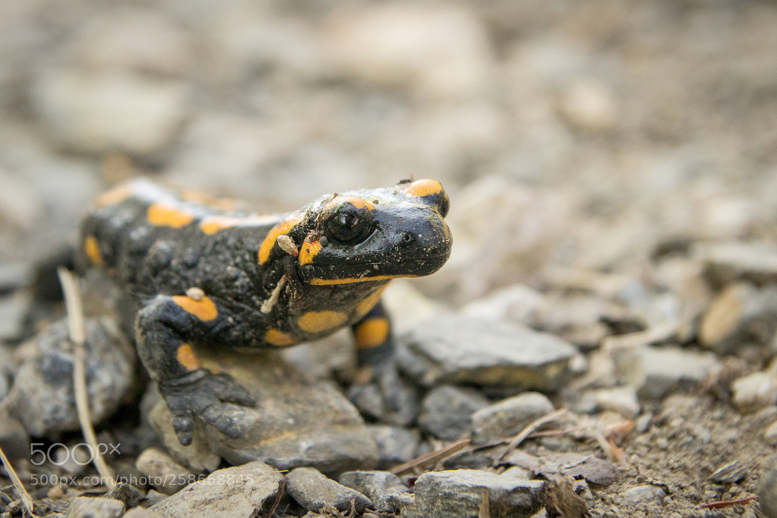 Canon EOS 80D sample photo. Salamander photography