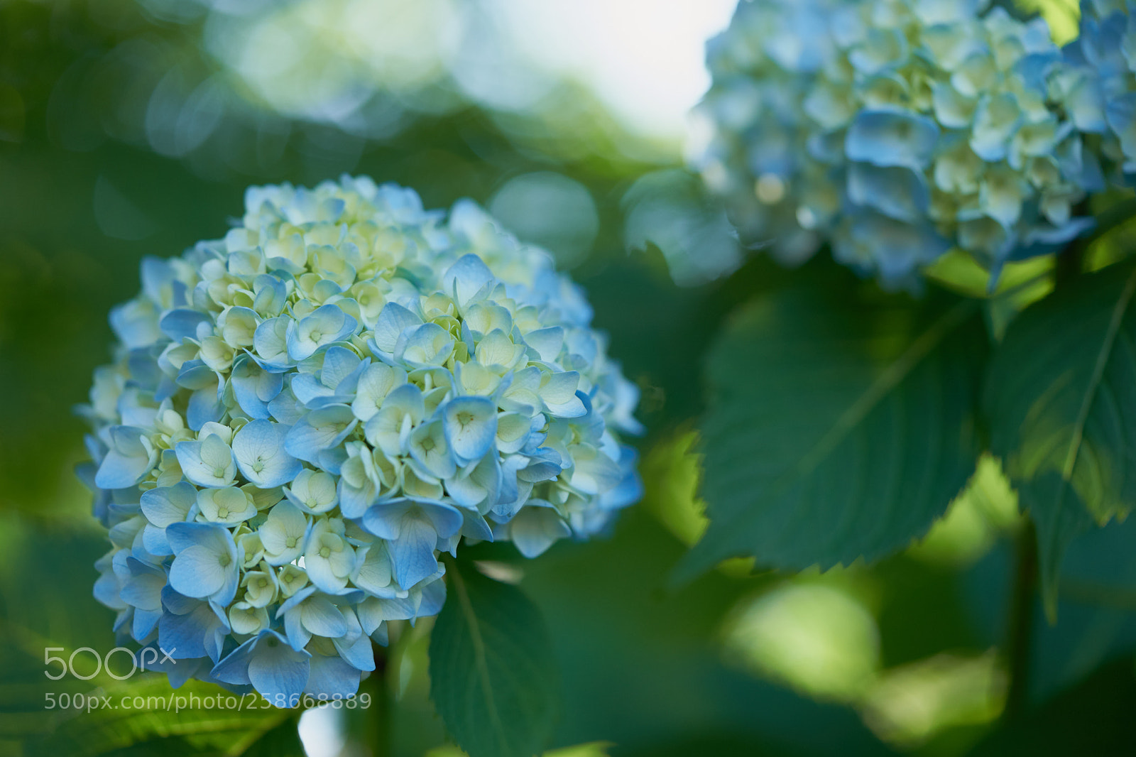 Sony a7 sample photo. Flowers 6629 photography