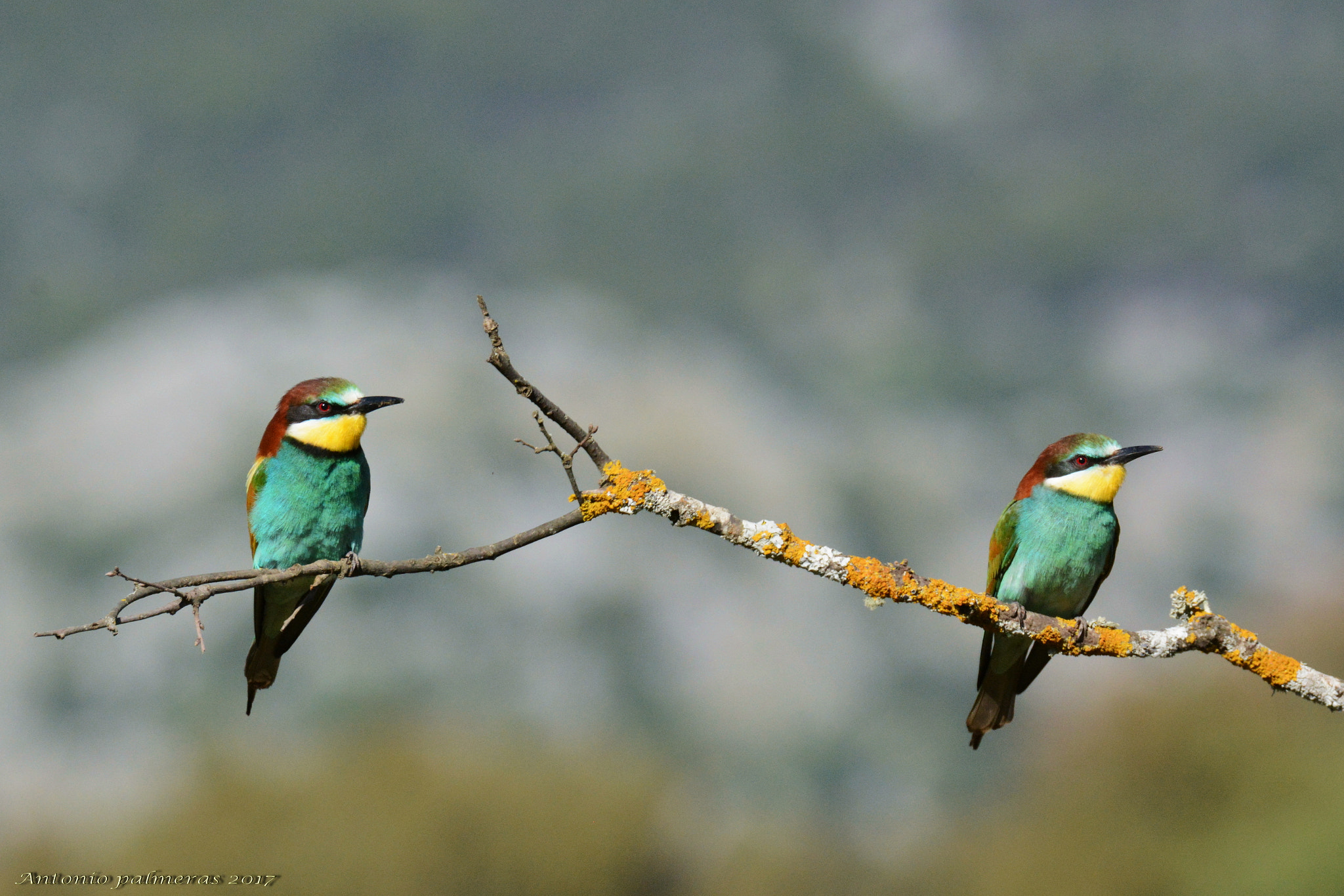 Sigma 150-600mm F5-6.3 DG OS HSM | S sample photo. Abejaruco europeo (merops apiaster) photography