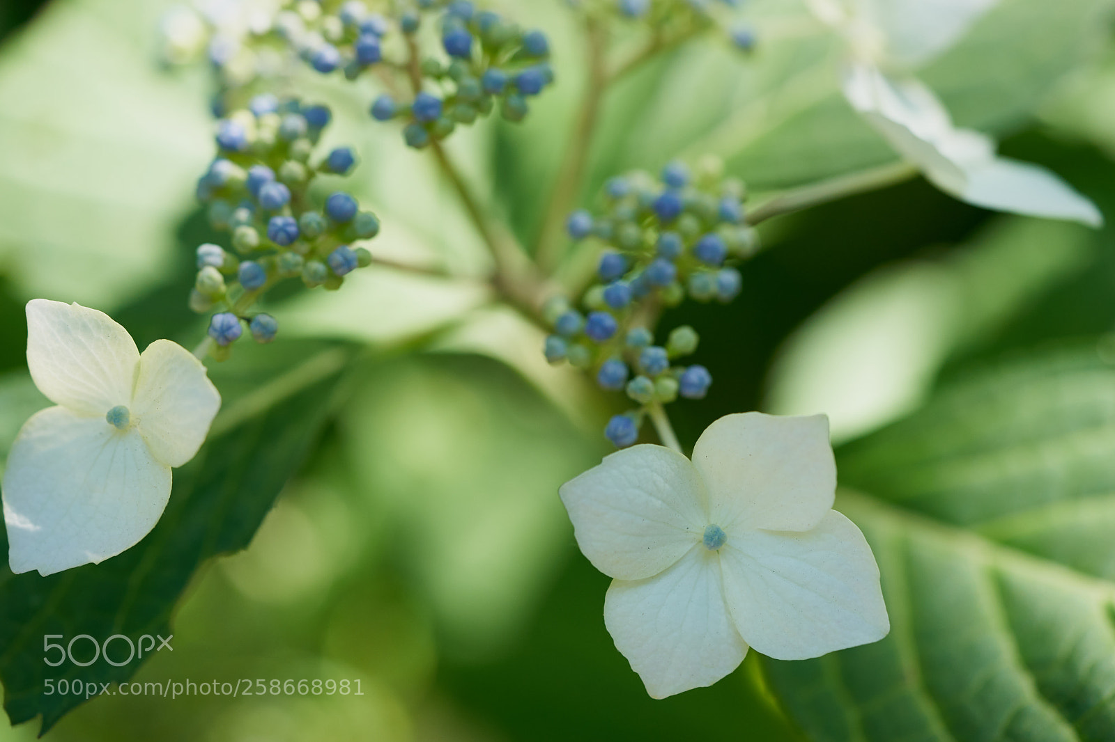 Sony a7 sample photo. Flowers 6630 photography