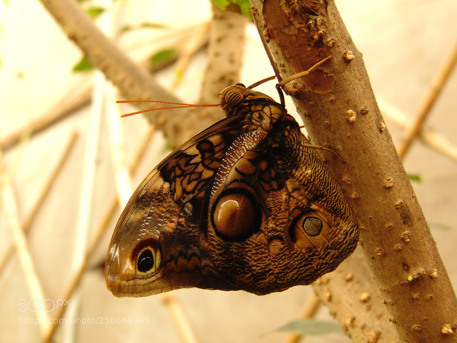 Sony Cyber-shot DSC-H300 sample photo. ˙invisible˙ photography