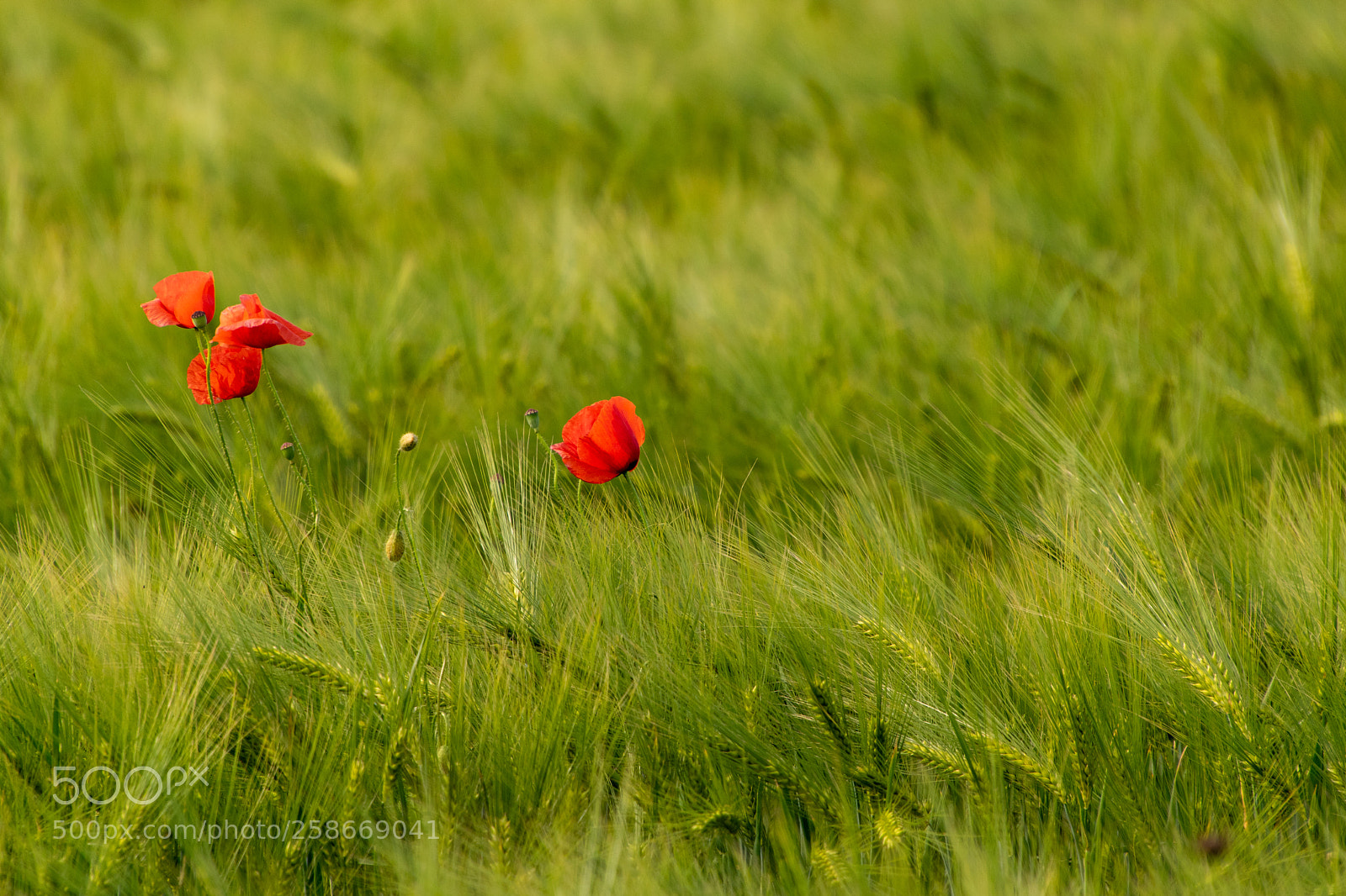Nikon D5300 sample photo. Mohnblumen photography