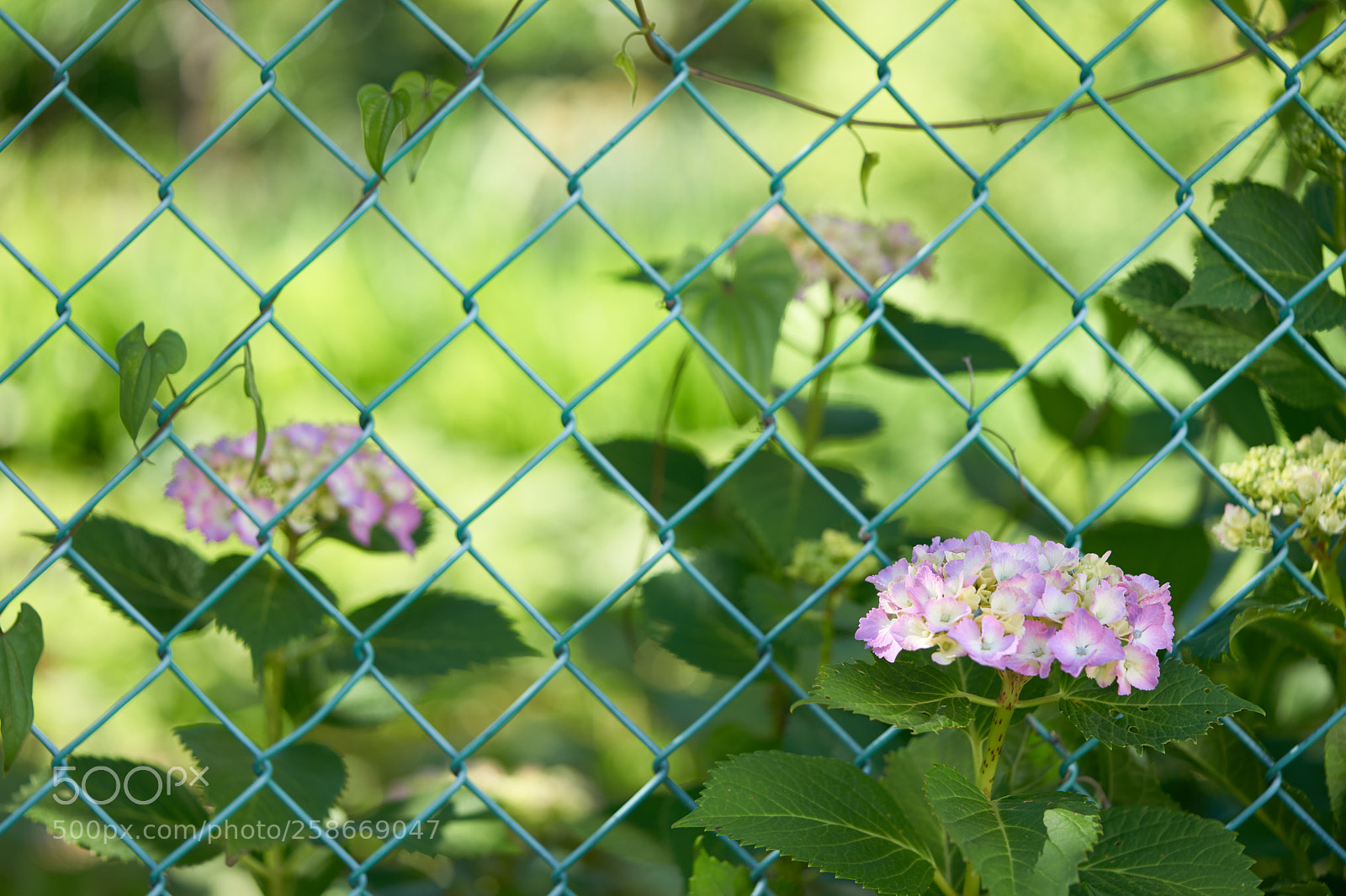 Sony a7 sample photo. Flowers 6631 photography