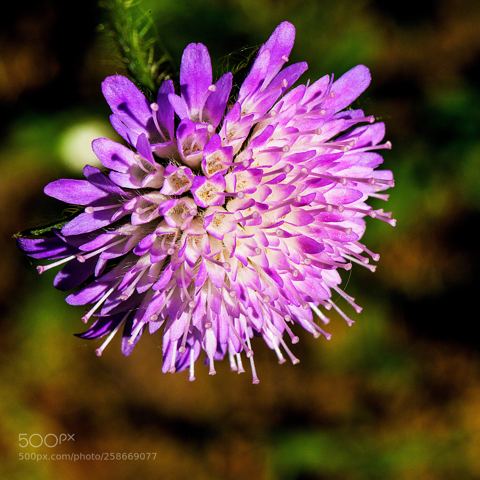 Canon EOS 5D Mark IV sample photo. Spring flower photography